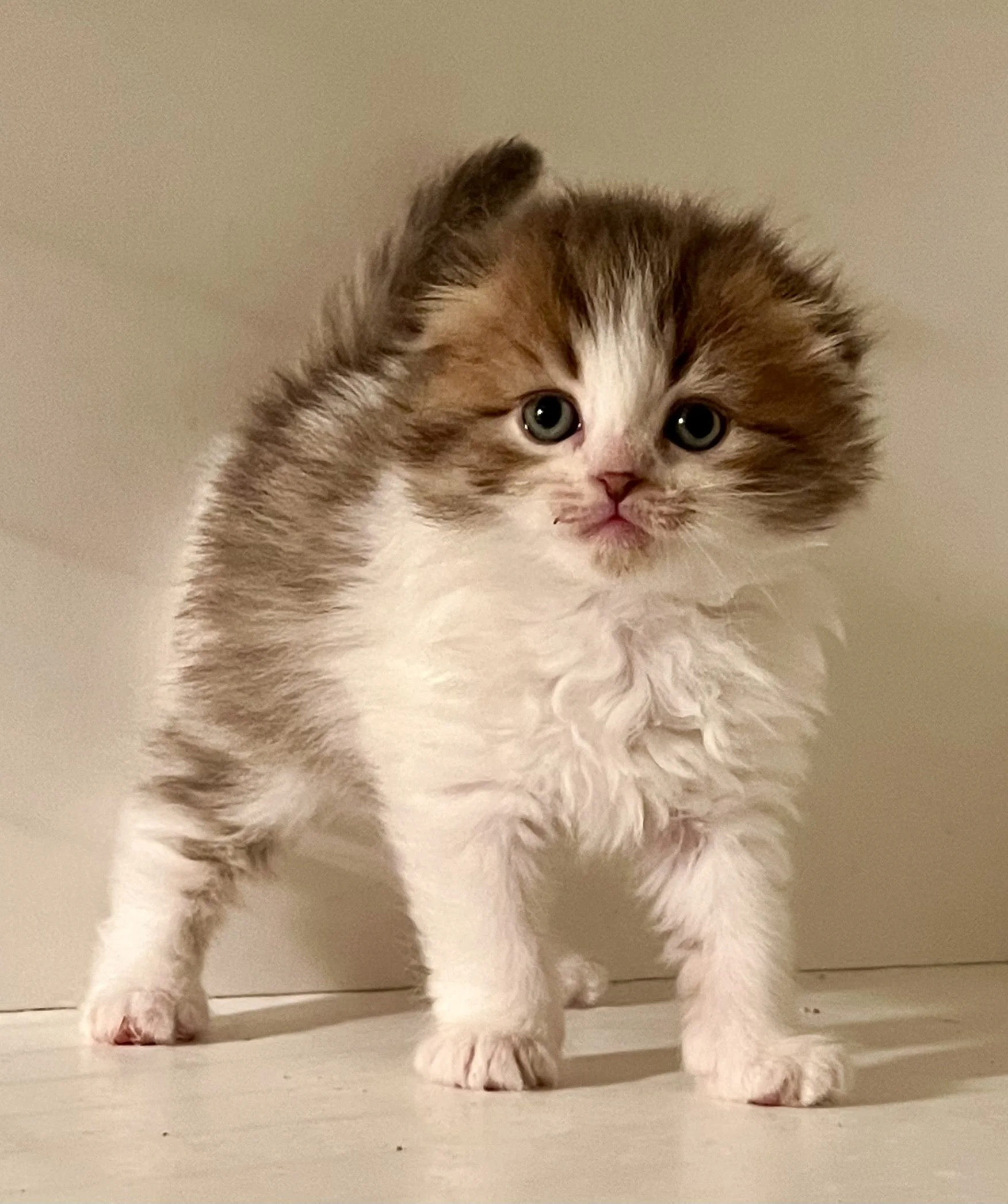 A fluffy, adorable kitten with large blue eyes, a pink nose, and a mixed fur coat of white and brown patches, standing on a light-colored floor against a plain background.