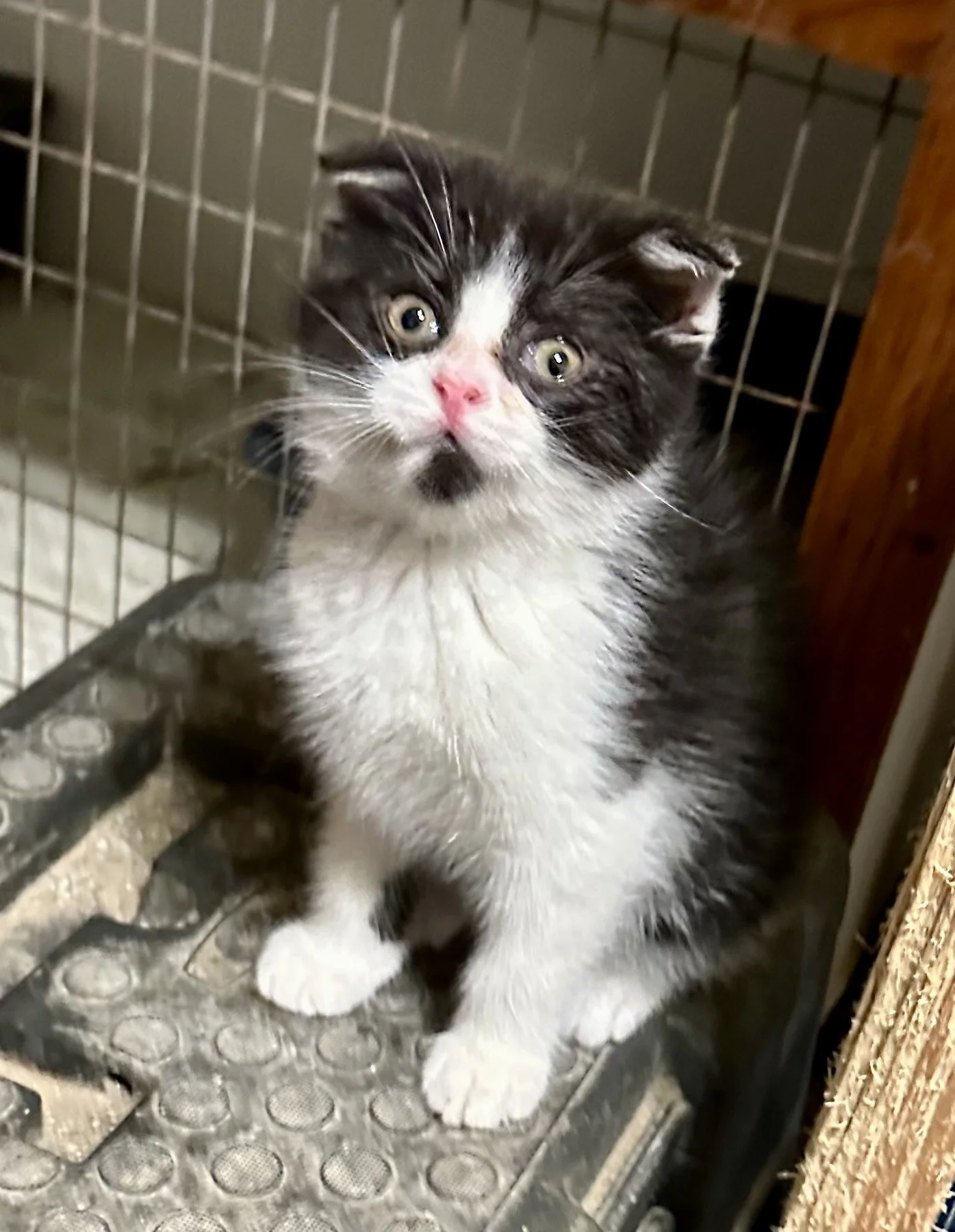 A black and white kitten with pink nose and yellow eyes sitting on a rubber mat inside a cage.