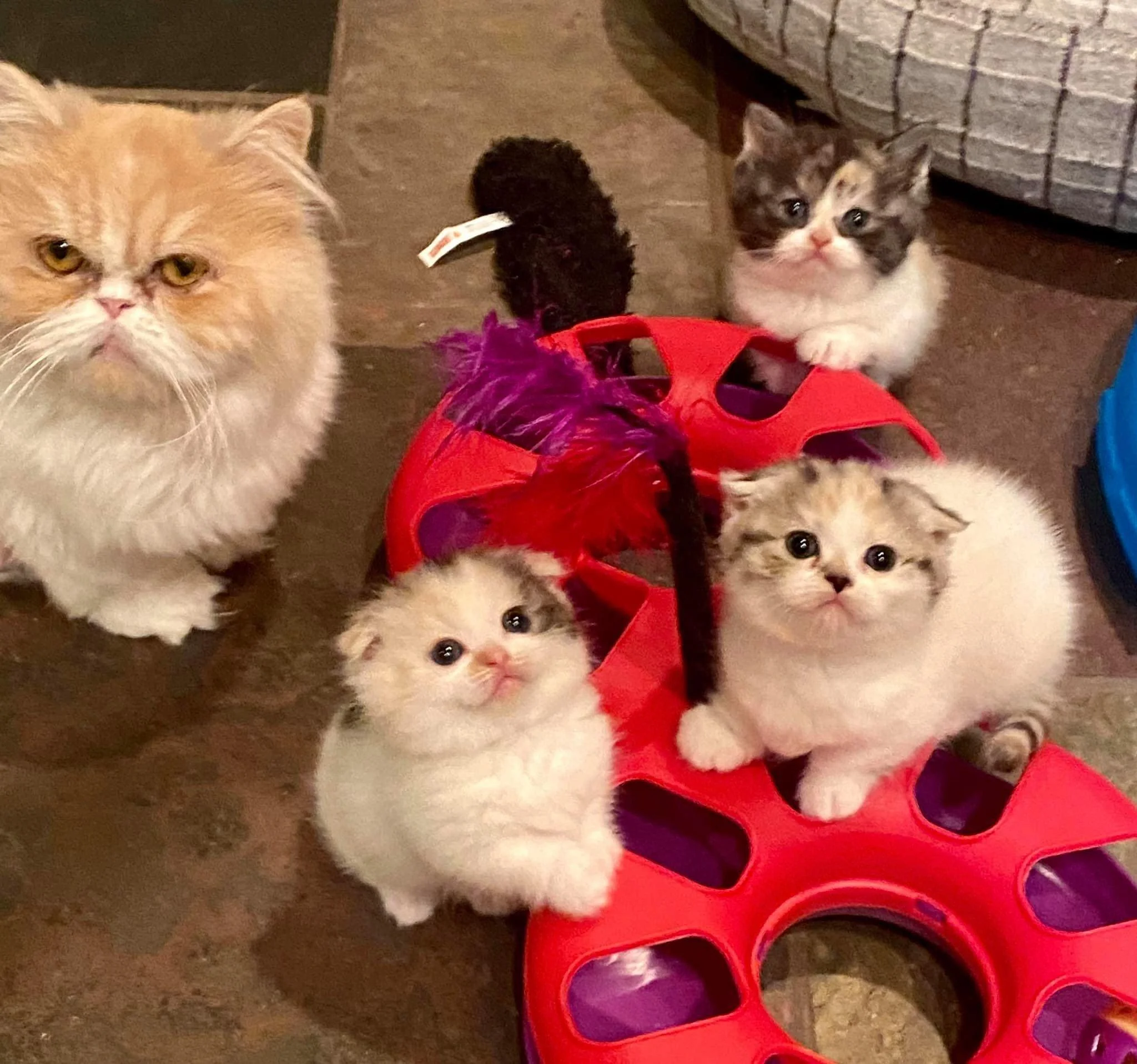 A large, grumpy-looking house cat and four small kittens around a red and purple toy with feathers inside.