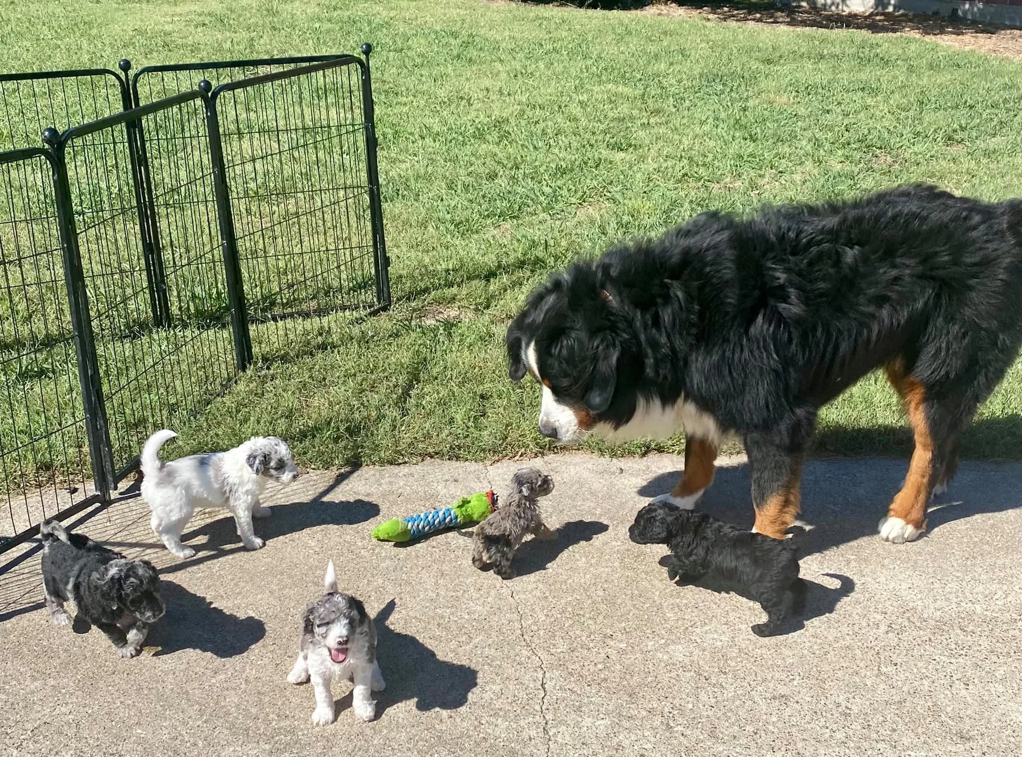 Khal playing with Stoney's pups. It takes a village to raise a young one they say.