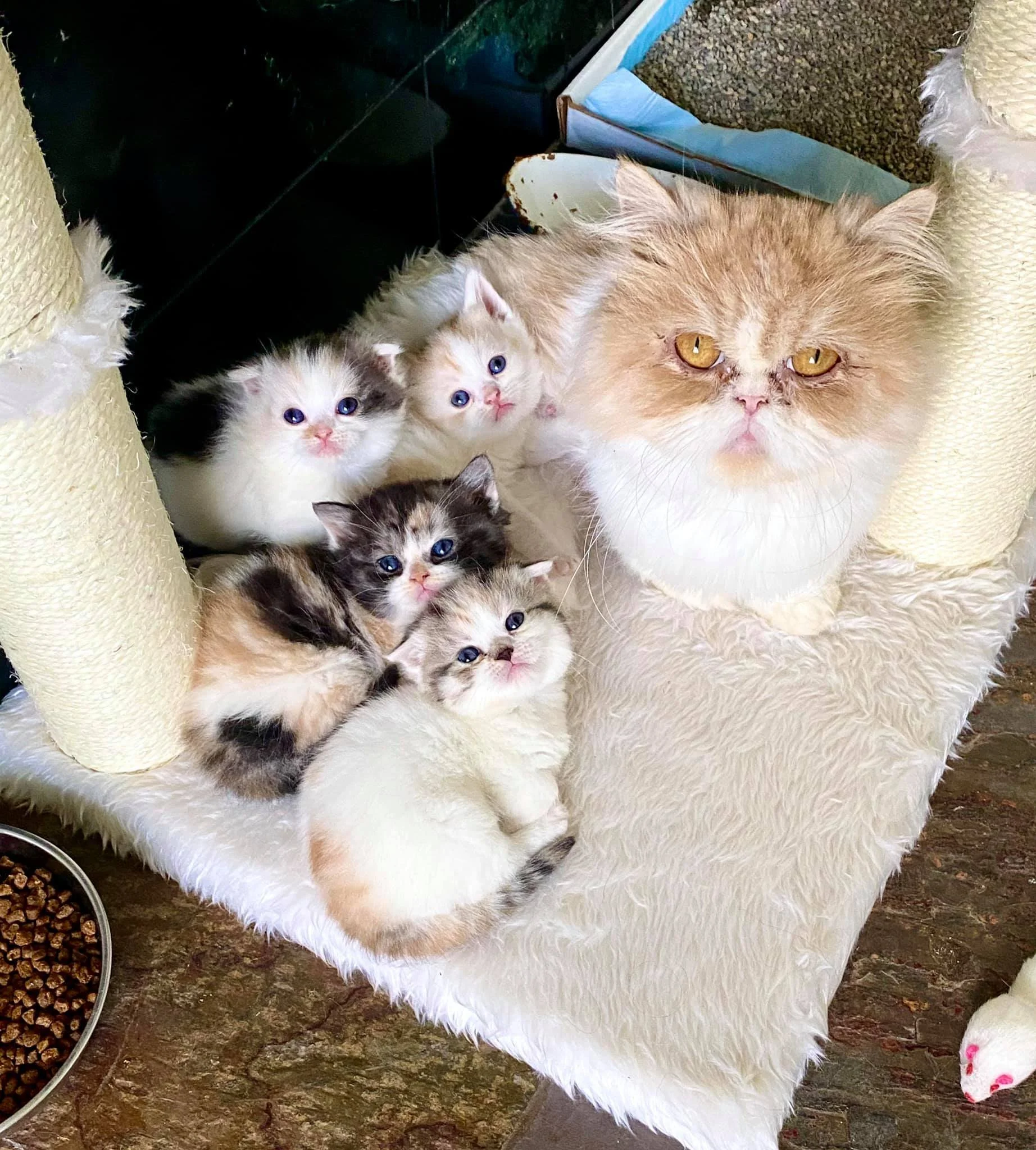 The sweetest little kitties