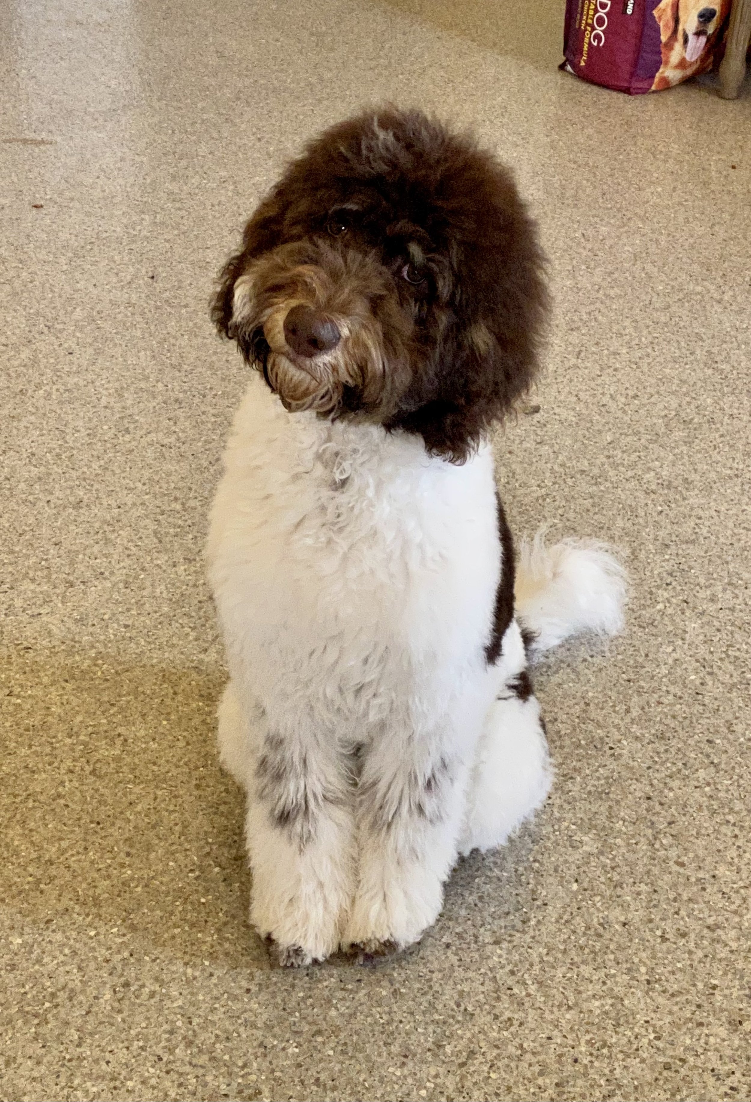 A cute, fluffy puppy with a brown head and white body sitting on a carpeted floor.