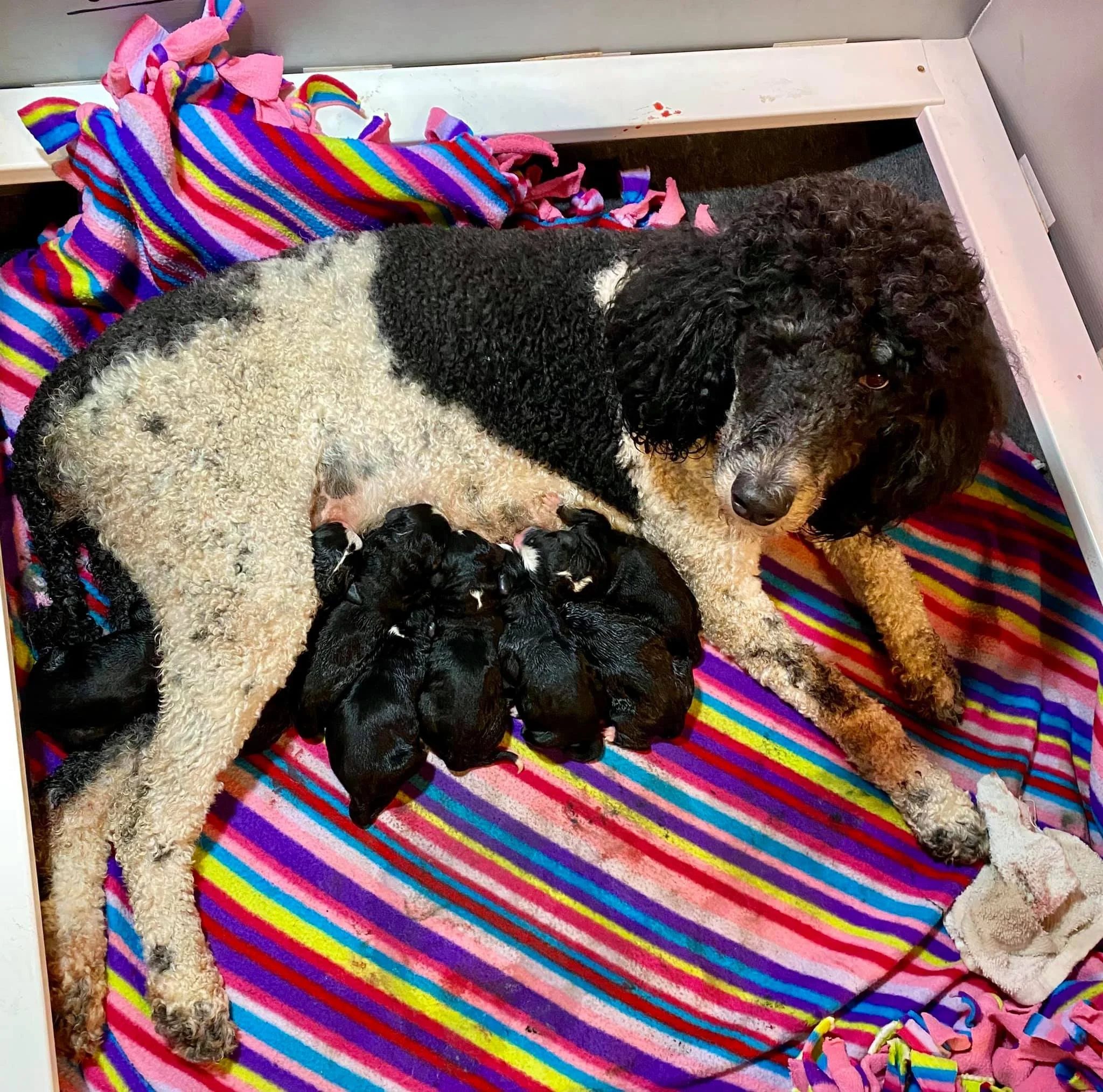 Heidi with her pups