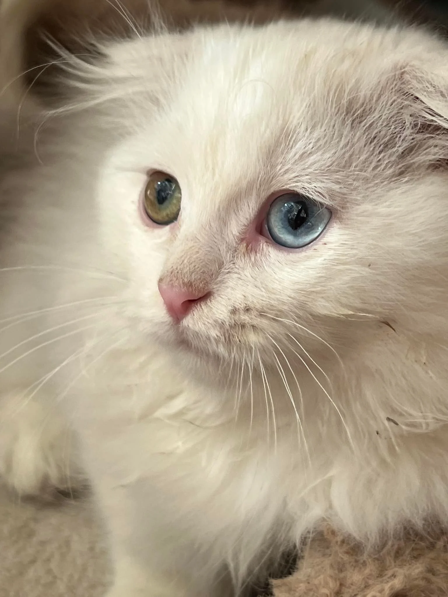 Close-up of a cream-colored cat with heterochromatic eyes, one blue and one amber.