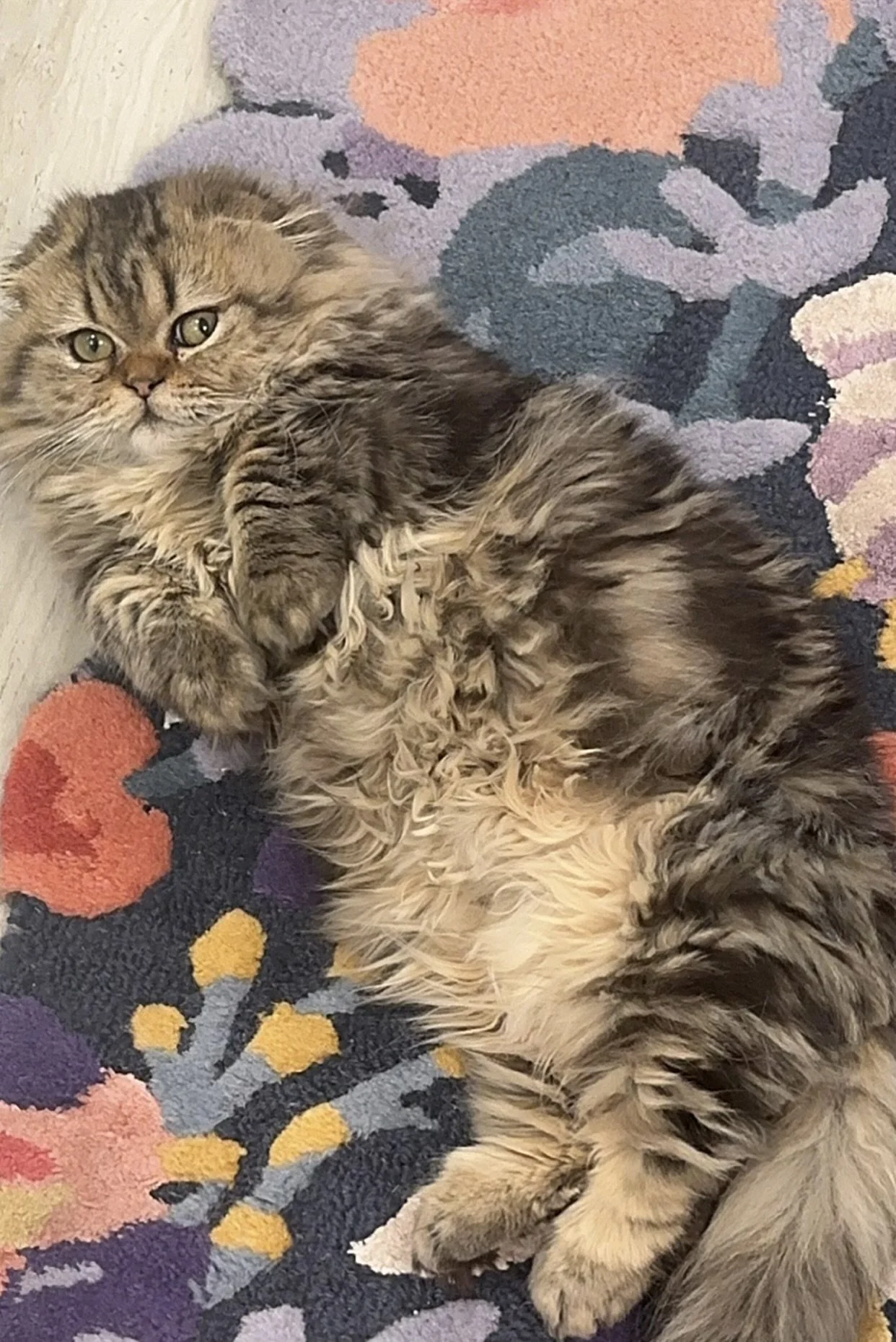 A fluffy tabby cat lying on its back on a colorful floral patterned rug, looking at the camera with green eyes.