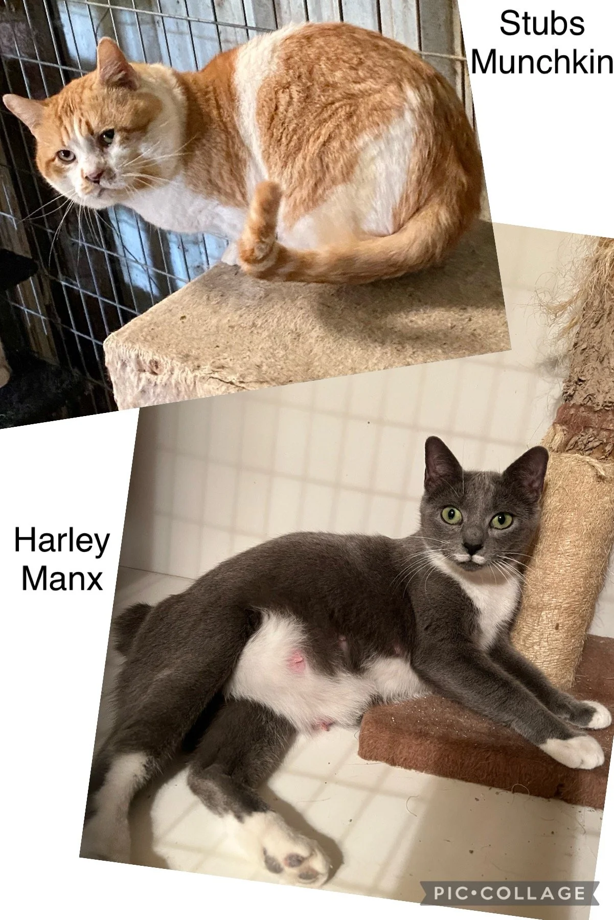 Two cats, one orange and white sitting on a platform near a wire cage, labeled "Stubs Munchkin," and one gray and white lying on the floor with green eyes, labeled "Harley Manx."