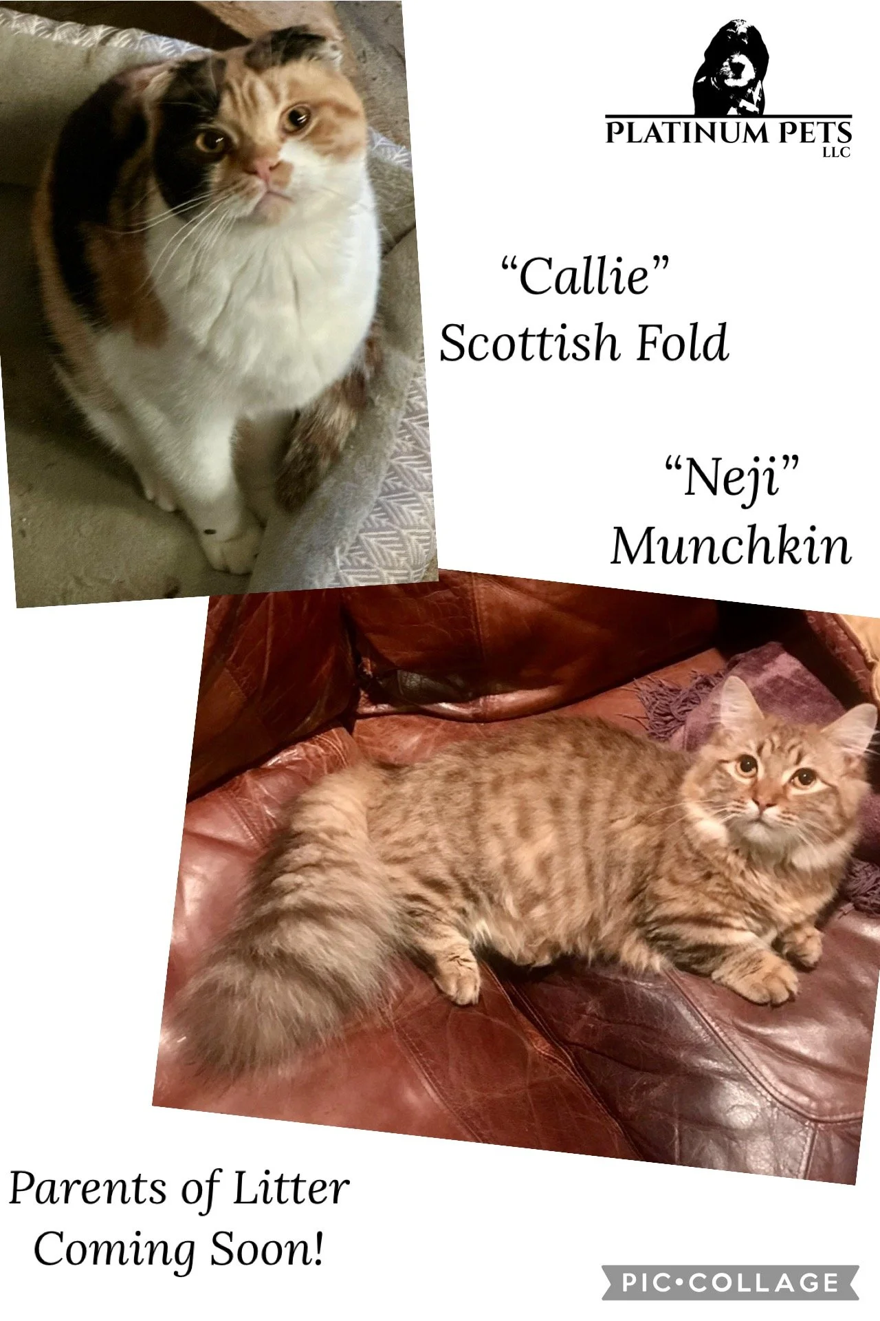 Collage featuring two cats and a text announcement for upcoming litter. The first cat, named Callie, is a Scottish Fold with white, black, and orange fur, looking up at the camera. The second cat, named Neji, is a Munchkin with orange and cream fur, 