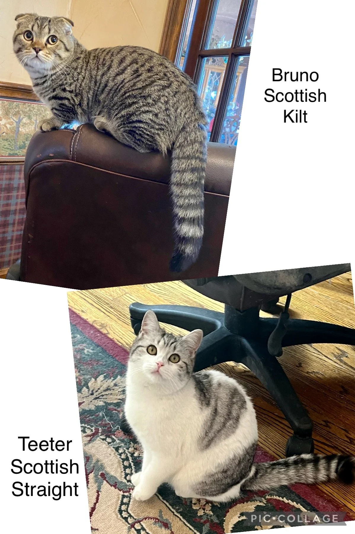 Two cats, one Scottish Kilt and one Scottish Straight, positioned in indoor settings. The Scottish Kilt, a tabby cat with a striped tail, is perched on the back of a brown leather chair near a window. The Scottish Straight, a white and gray cat with 