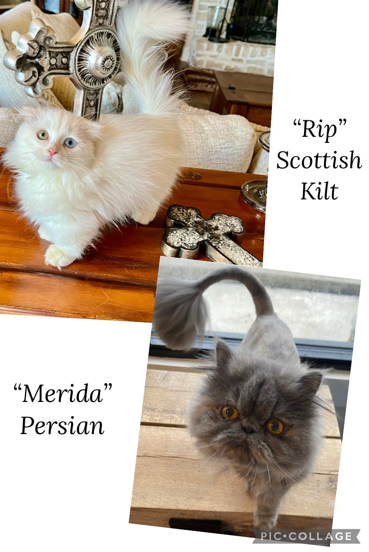 Collage featuring two cats. The first is a fluffy, cream-colored cat with heterochromatic eyes standing on a wooden table beside decorative metal crosses. The second is a gray Persian cat with golden eyes looking up, situated near a window and a wood