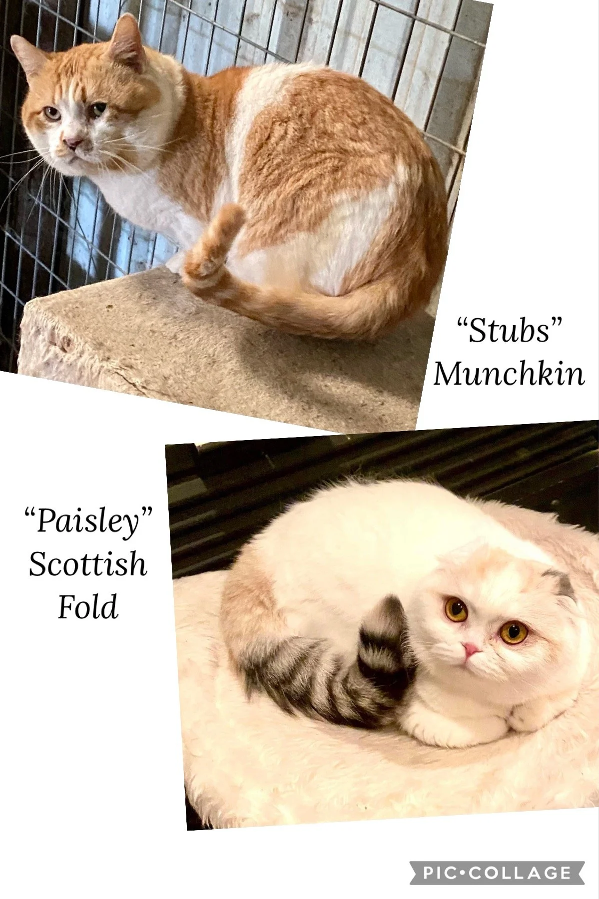 Two cats, one orange and white with a curled tail sitting on a concrete surface behind a wire cage labeled 'Stubs Munchkin,' and one white and gray Scottish fold lying on a soft surface, labeled 'Paisley Scottish Fold'.