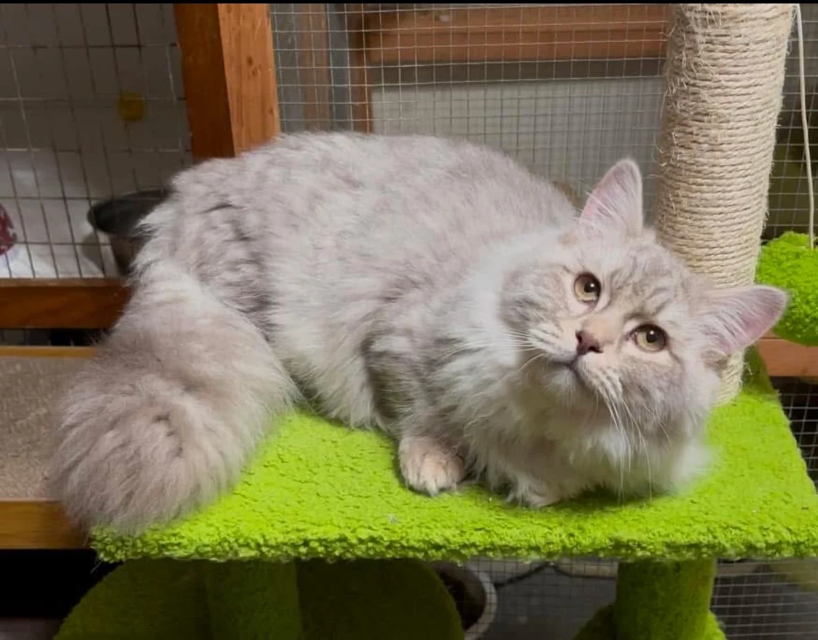 A fluffy, light-colored cat lying on a green carpeted perch of a cat tree, with a wooden and wire mesh structure in the background.
