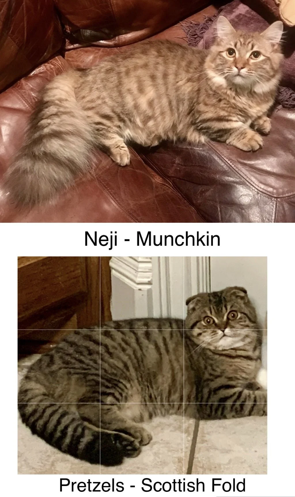A side view of a fluffy orange tabby cat lying on a brown leather couch in the top half, and a sitting Scottish Fold kitten with folded ears lying on a tiled floor in the bottom half. The image is divided into two sections labeled "Neji - Munchkin" a