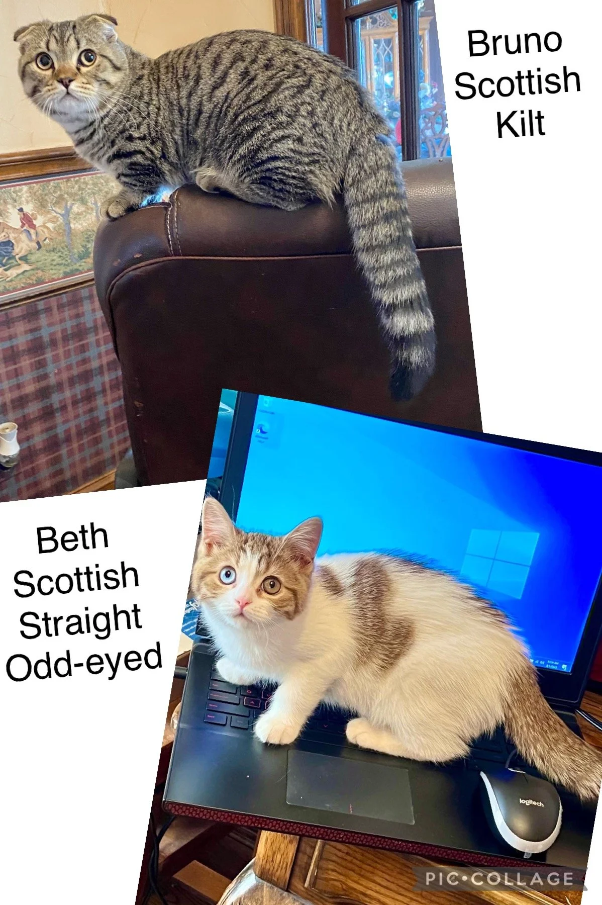 Two cats, one on a brown leather armrest and the other on a laptop keyboard. The first cat is a Bruno Scottish Kilt with a striped gray and black coat, looking at the camera. The second cat is Beth Scottish, a white and orange cat with odd-eyed blue 