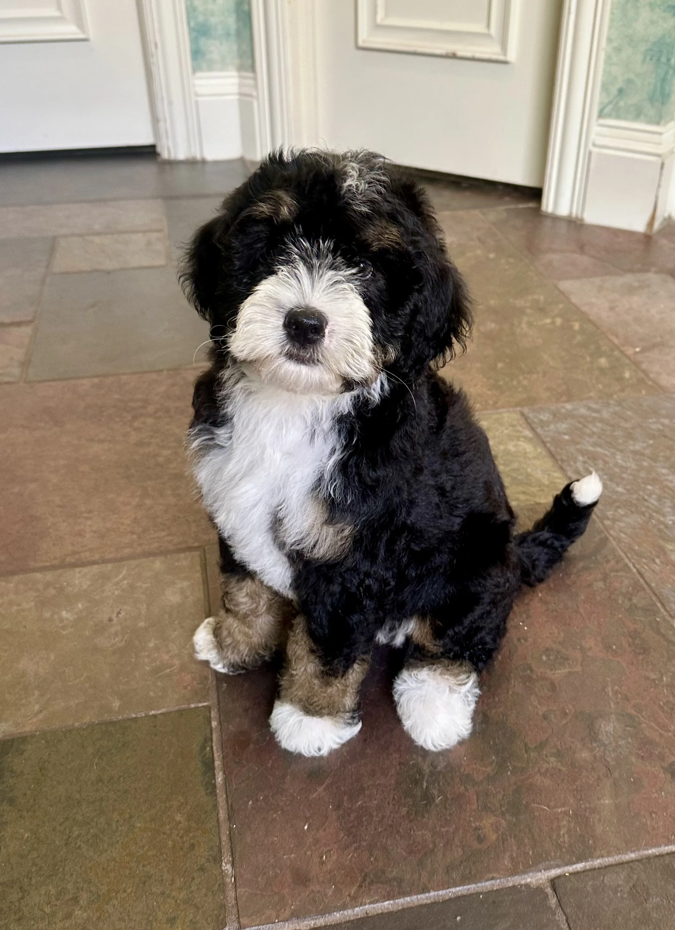 A cute, fluffy, black, white, and tan puppy sitting on a tiled floor indoors, looking directly at the camera.
