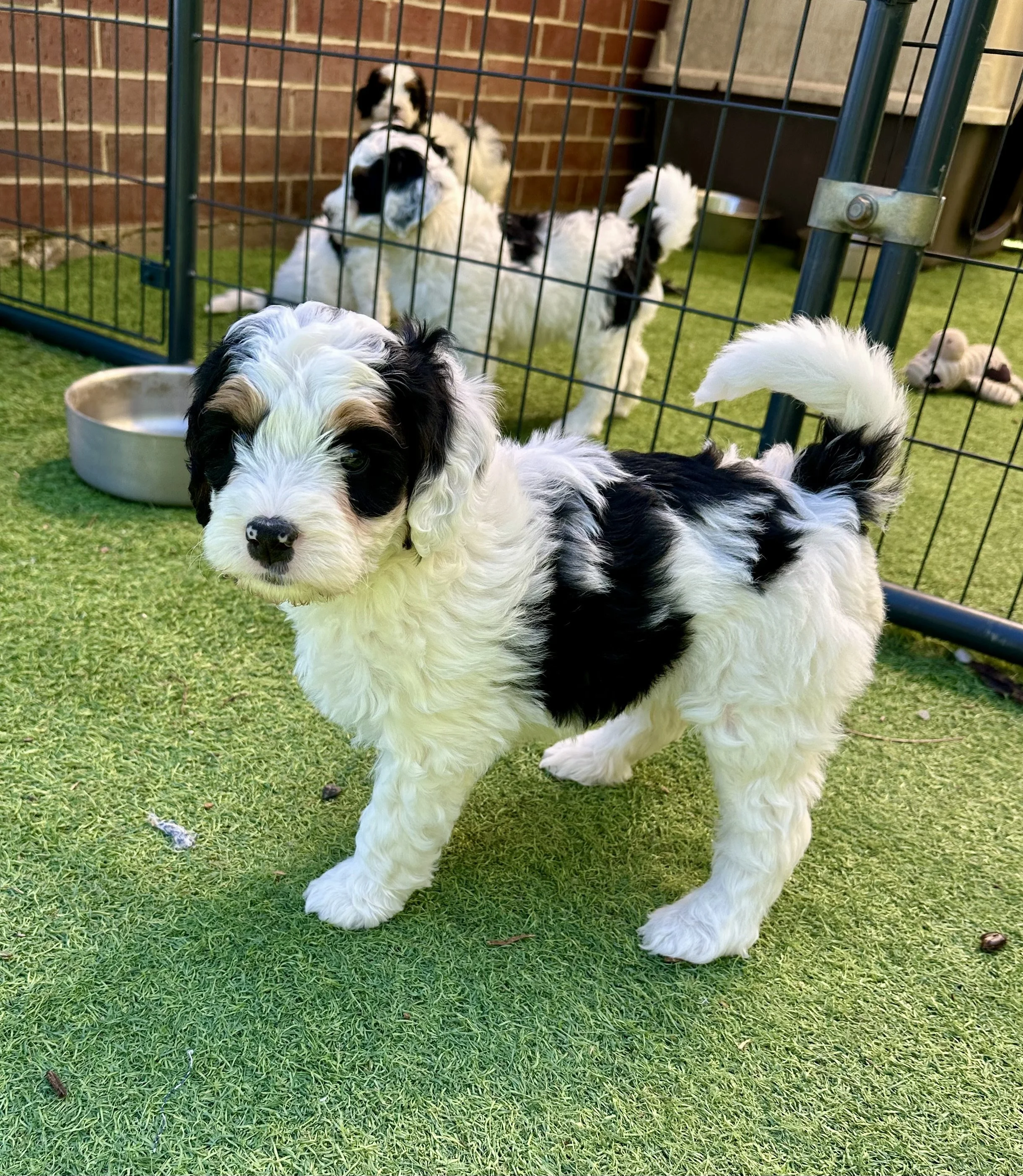 A black and white puppy with floppy ears standing on grass near a fenced enclosure with other similar puppies inside.