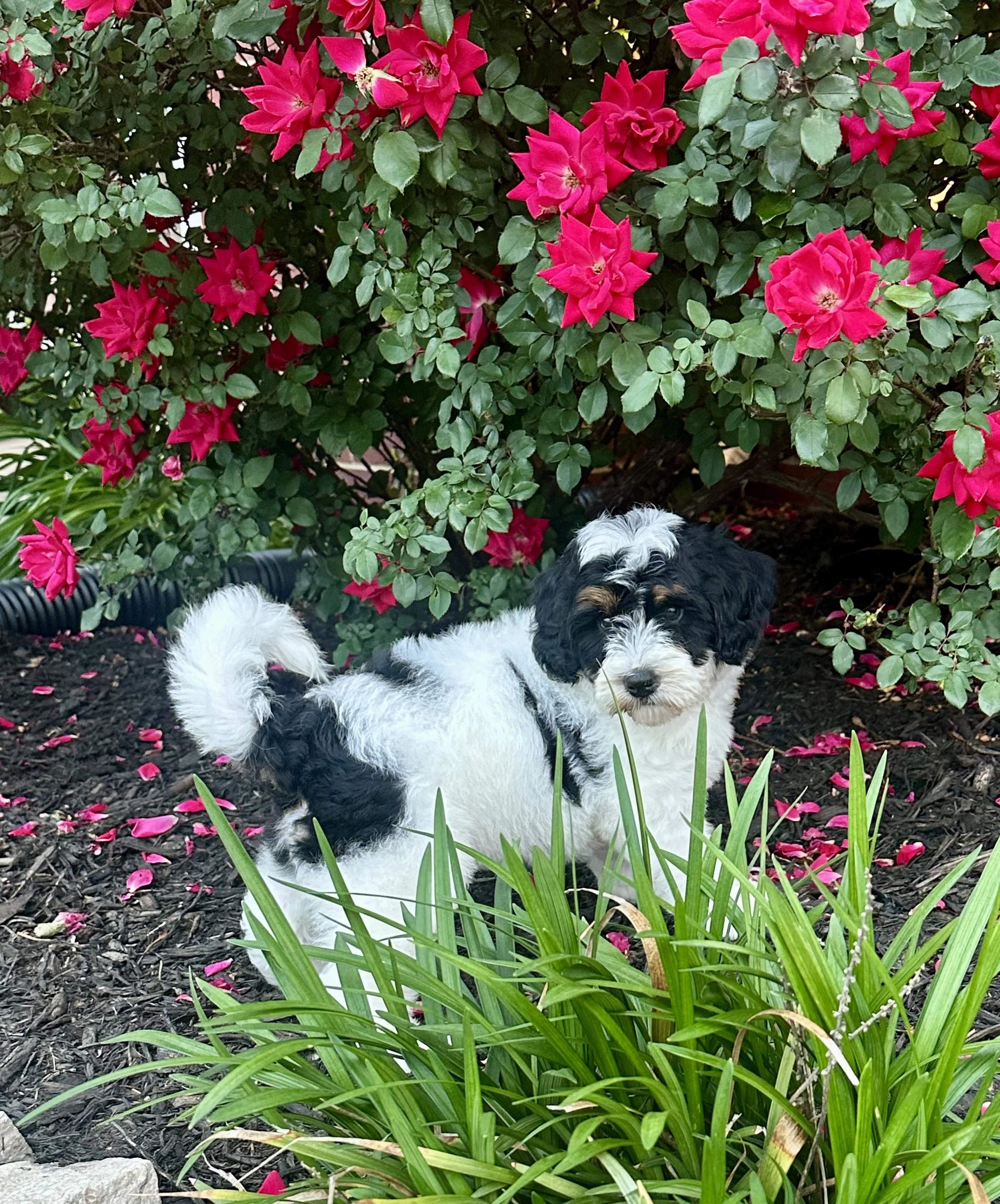 A black and white puppy with a curly tail standing in a garden with pink flowers and green plants.