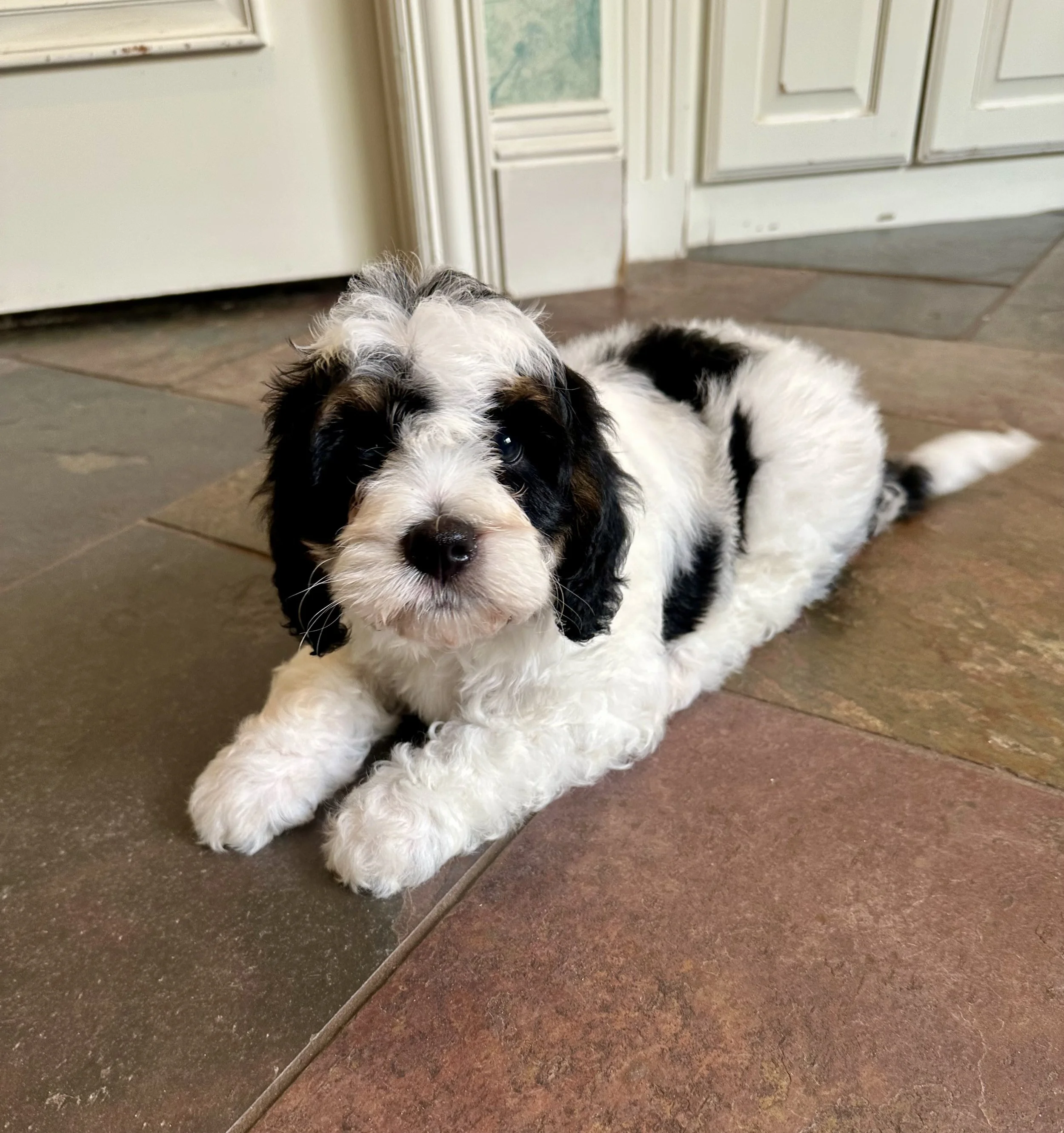 A cute black, white, and brown puppy lying on a tile floor in front of a door.