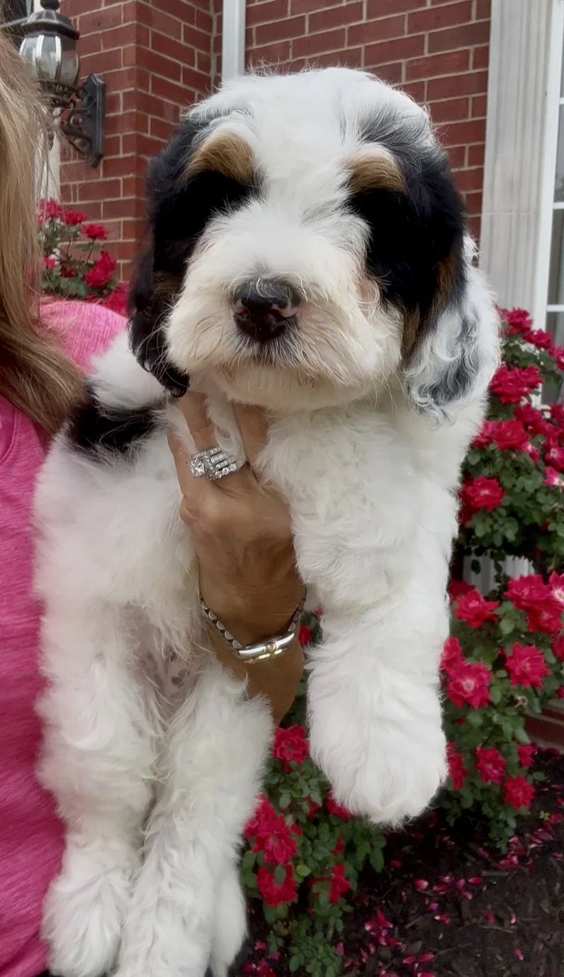 A person holding a fluffy black and white puppy with brown eyebrows in front of a brick house and pink flowers.