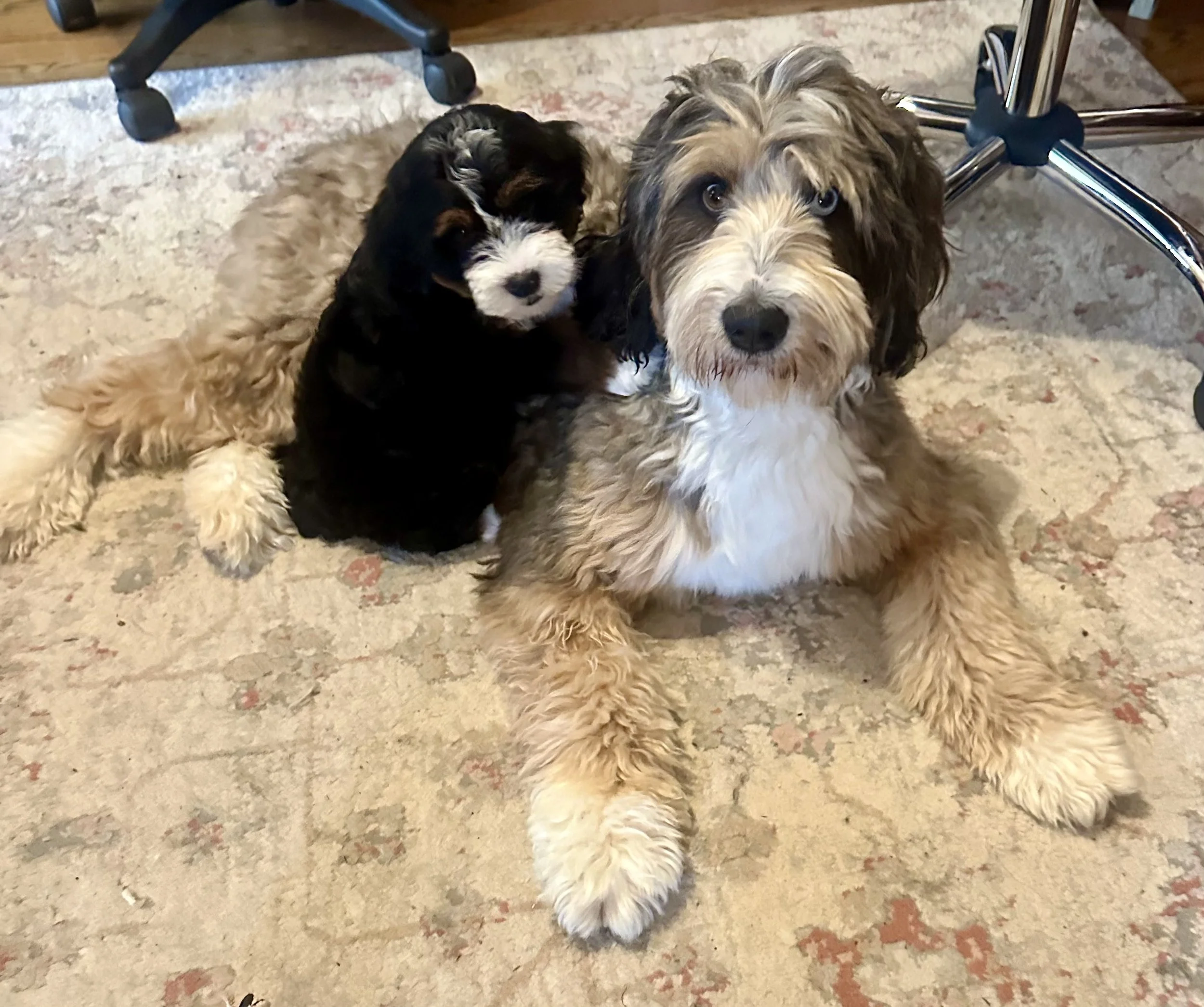 A fluffy, large dog with a tan, white, and gray coat lying on a rug, with a smaller black, white, and brown puppy nestled against its side. They are indoors with office chairs around them.