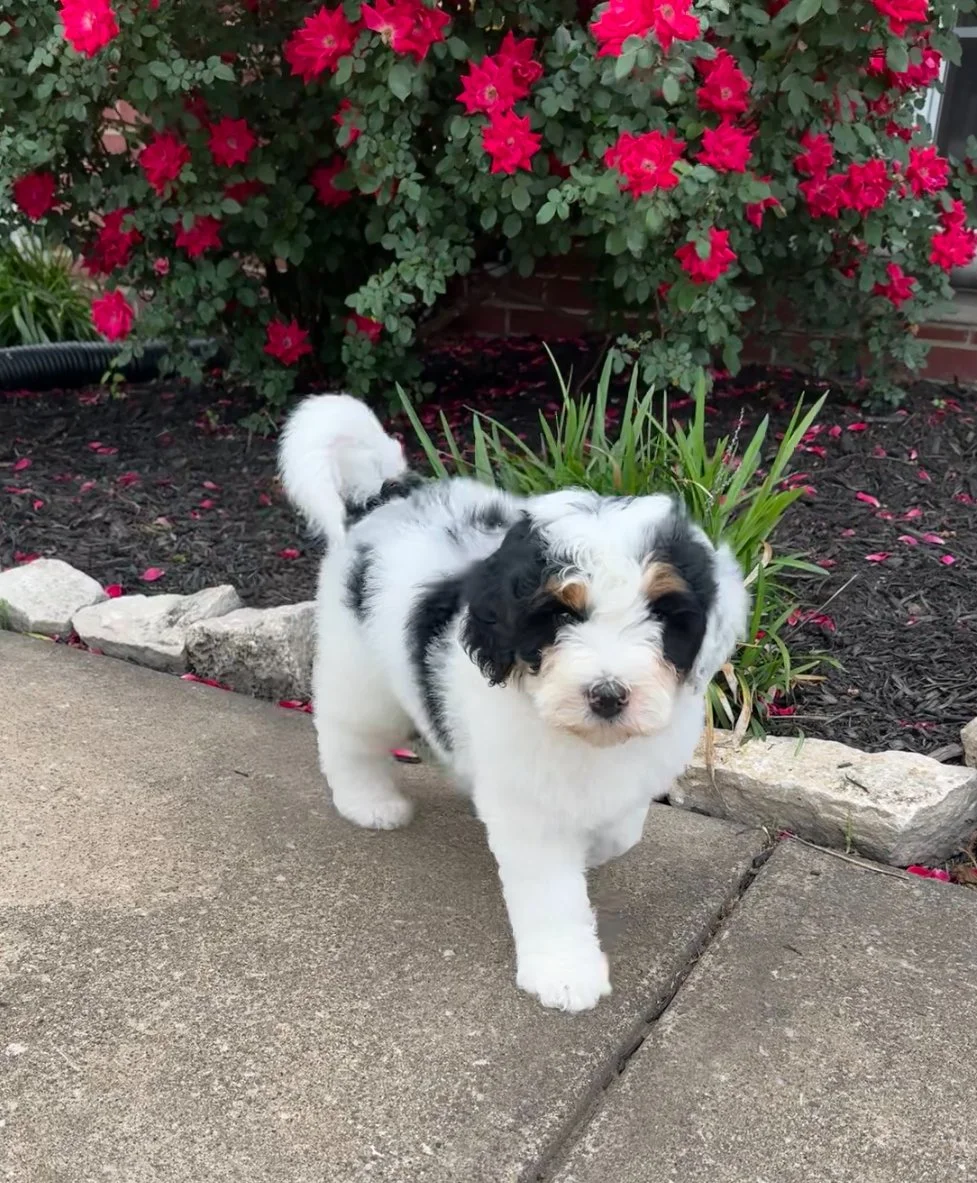 A adorable black and white puppy walking on a concrete sidewalk in front of a garden with pink flowers and green plants.