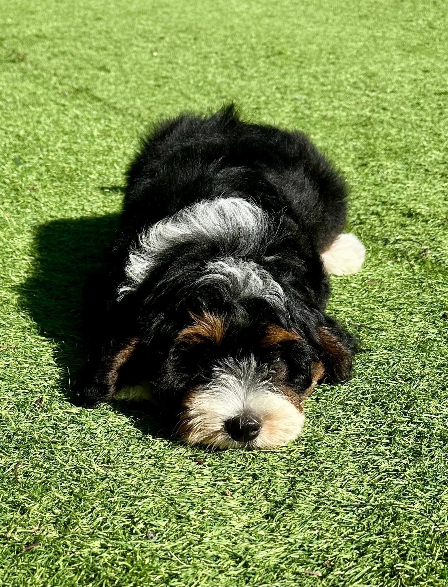 Cute black, white, and brown puppy lying down on green grass