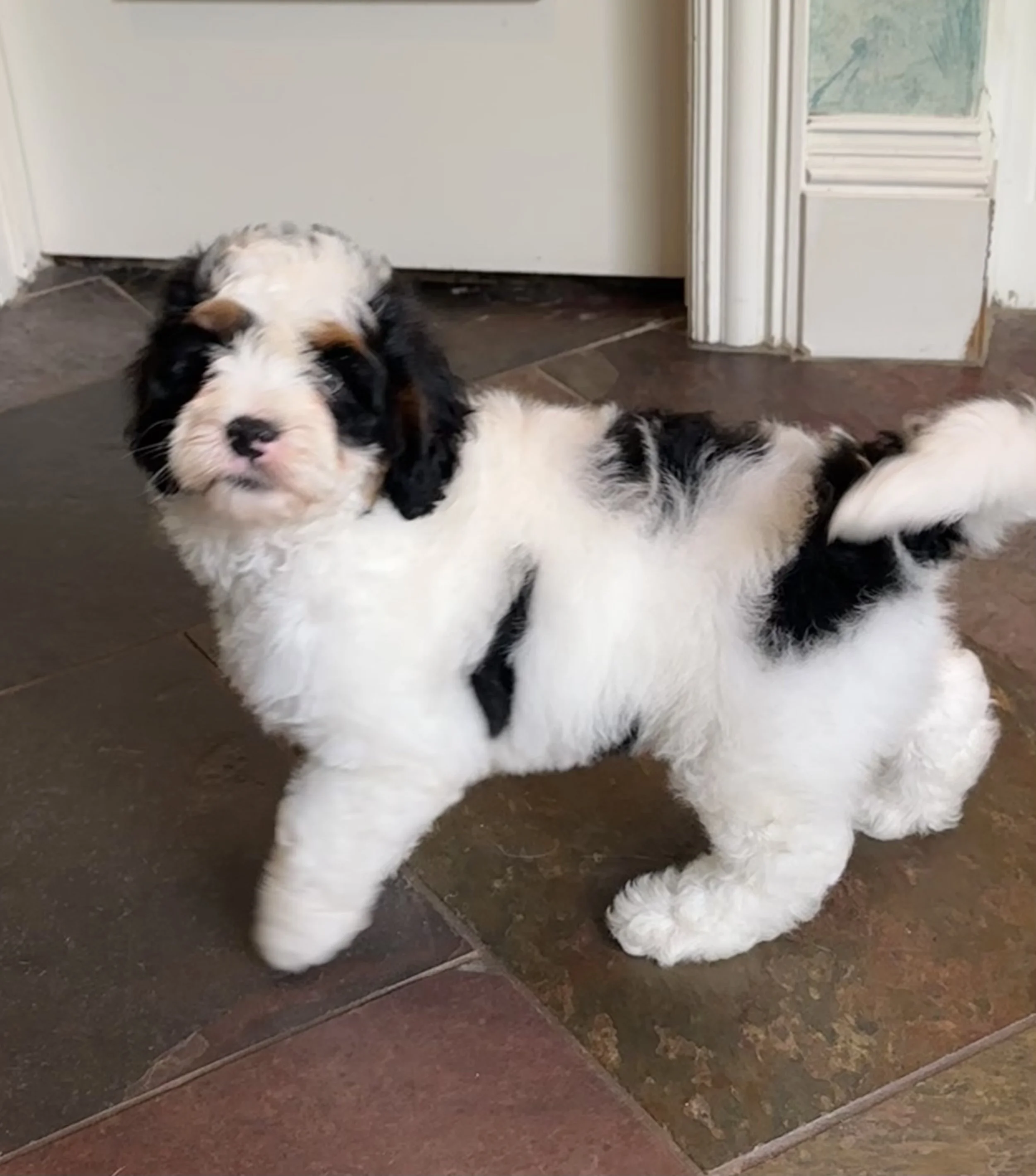A fluffy black, white, and tan puppy standing on tiled floor near a door.