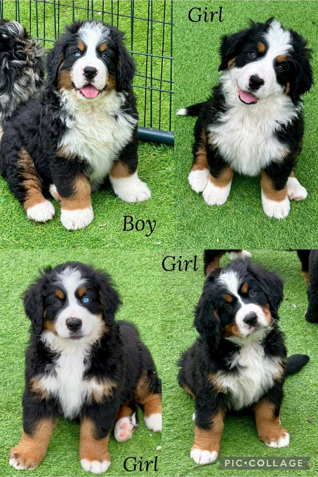 Four adorable Bernese Mountain Dog puppies, two labeled as boys and two as girls, sitting on green grass. The top left puppy is a boy with a fluffy black, white, and brown coat, sitting near a wire fence and smiling. The top right puppy is a girl wit