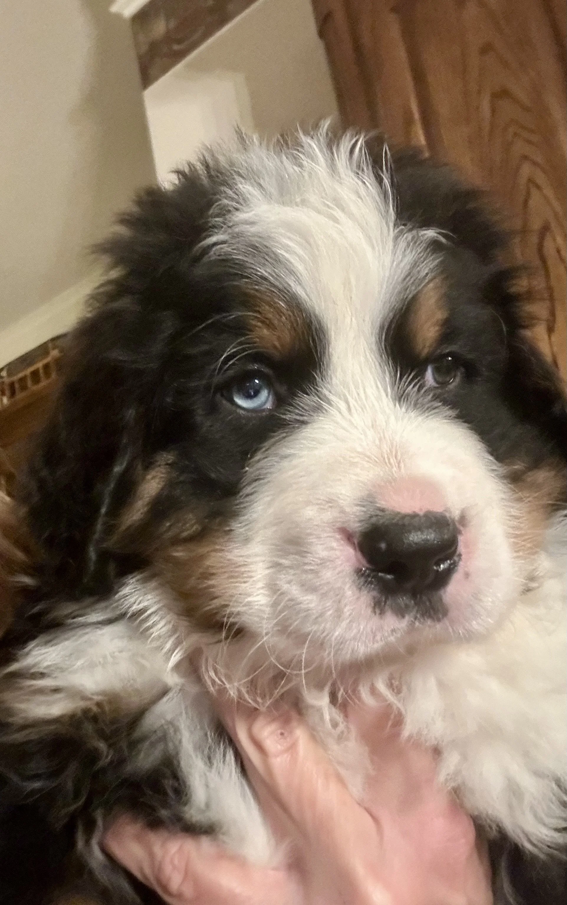 Close-up of a Bernese Mountain Dog puppy with blue eyes being held by a person