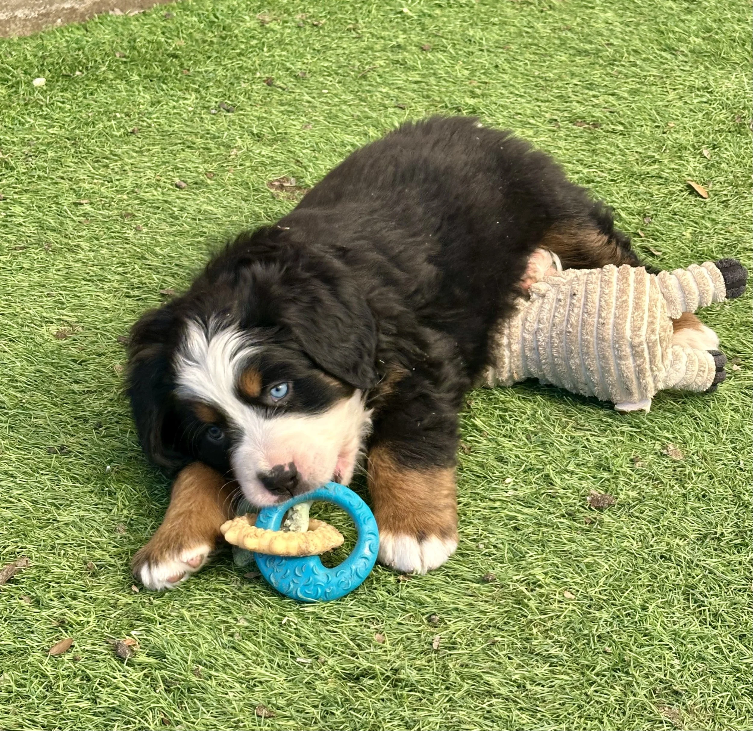 A adorable puppy, likely a Bernese Mountain Dog, lying on grass with a toy in its mouth. The puppy has piercing blue eyes, black fur with white markings on its face and chest, and brown markings on its paws and cheeks. The puppy is holding a blue rin