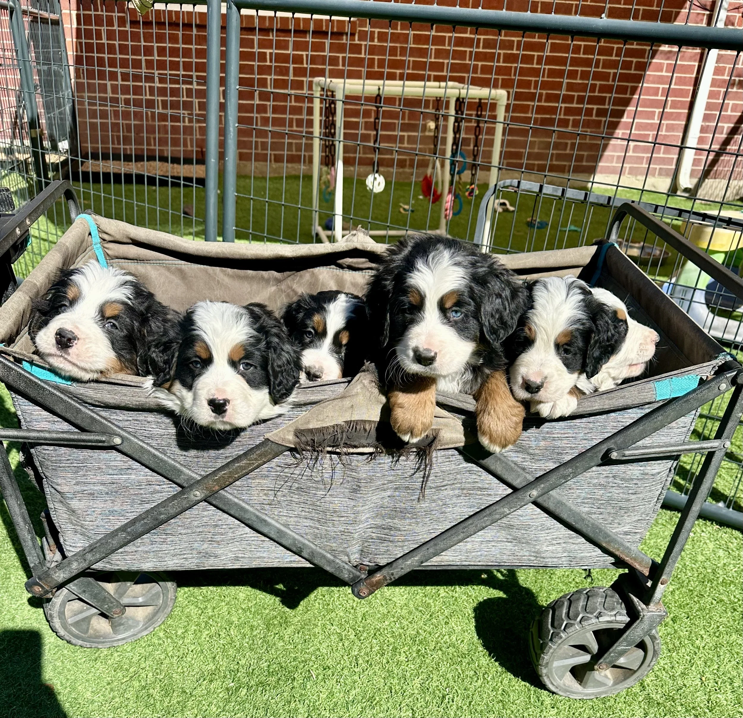 Five adorable Australian Shepherd puppies with black, white, and tan fur lying in a wagon outside on green grass. In the background, there is a fenced play area with a swing set and colorful toys.