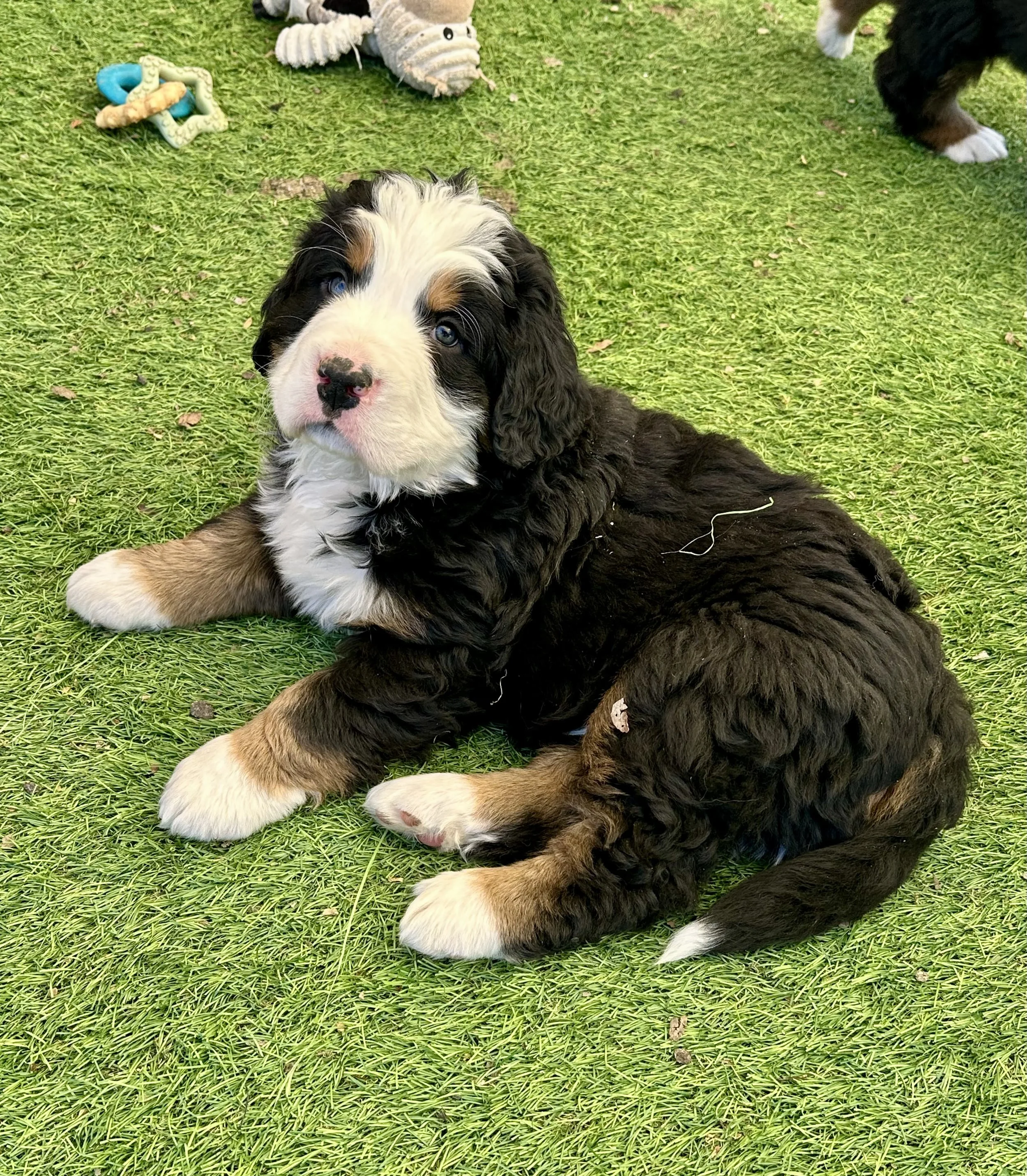 Young black, white, and brown Bernese Mountain Dog puppy lying on green grass, looking at the camera with blue eyes, surrounded by dog toys and other puppies.