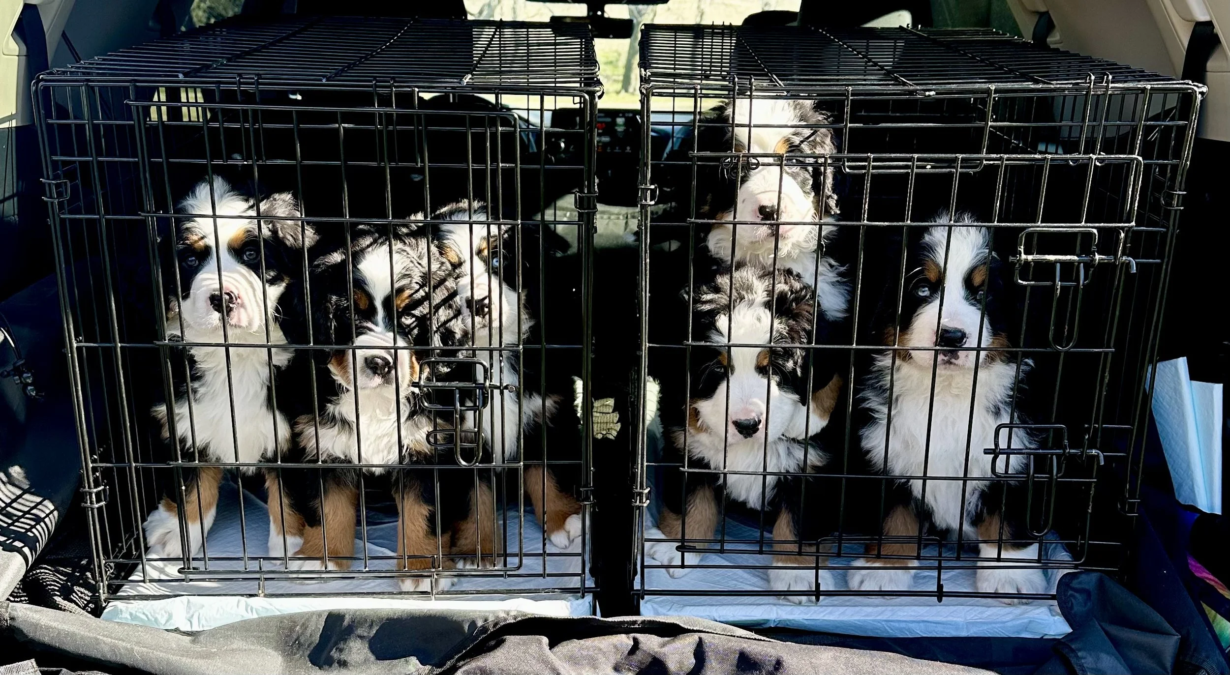 Eight Australian Shepherd puppies inside two black metal crates, placed on a car seat inside a vehicle.