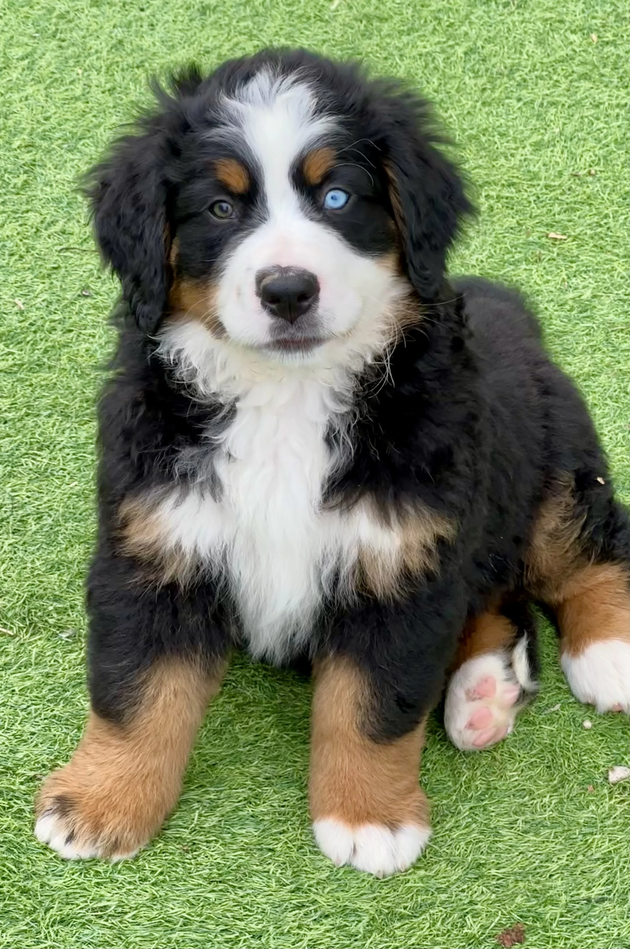 A cute Bernese Mountain Dog puppy sitting on green grass, with one eye blue and the other brown, looking at the camera.