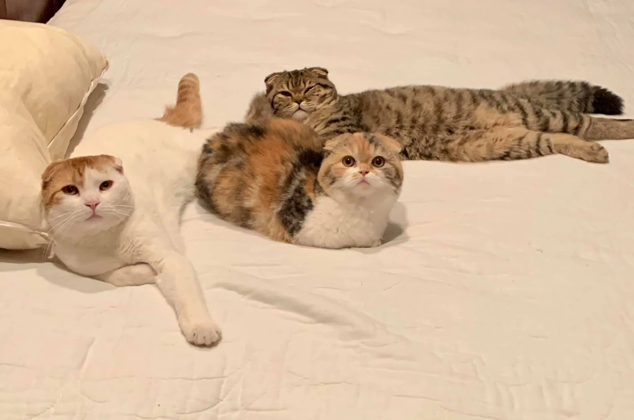 Four cats lying on a white bed, with two in the foreground and two in the background, one with a cream and brown coat and two with various shades of brown tabby markings.