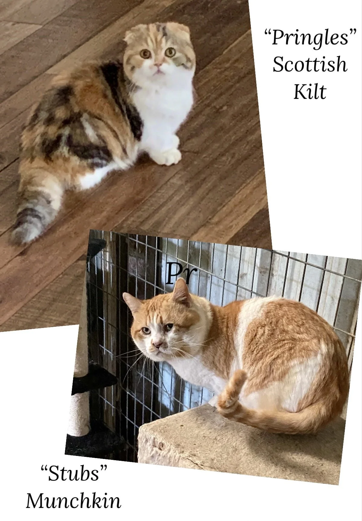 A cat with a Scottish Kilt pattern sitting on a wooden floor and another orange and white cat sitting inside a cage with a concrete ledge. The text labels the cats as ‘Pringles’ Scottish Kilt and ‘Stubs’ Munchkin.