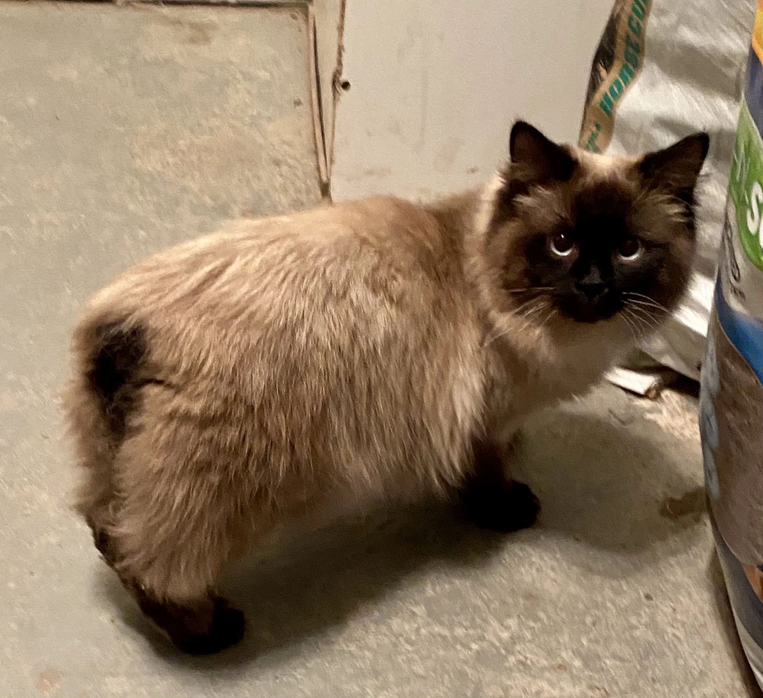 A Siamese cat with cream-colored fur, darker face, paws, and tail, standing on a concrete floor next to a bag of cat litter.