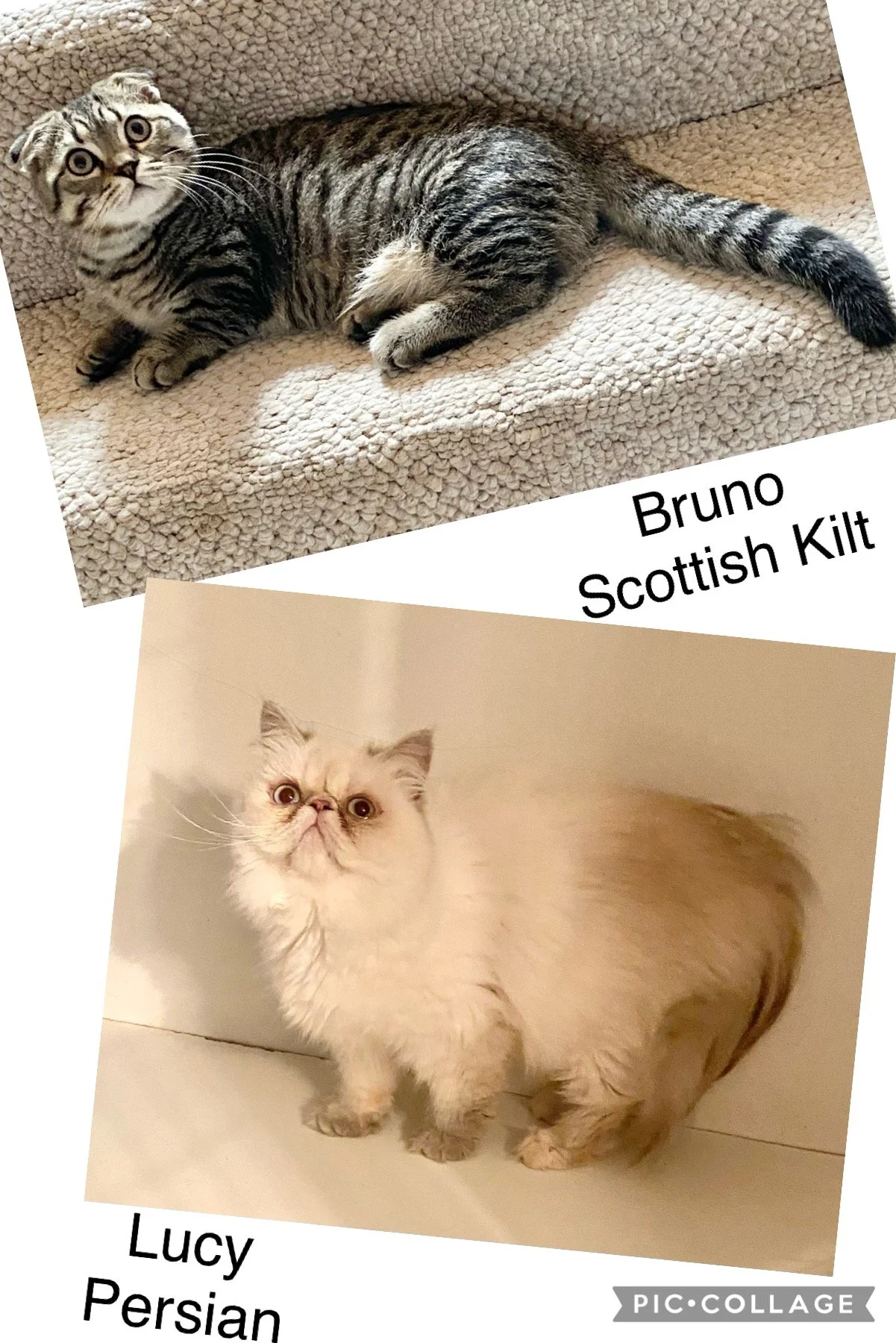 Two cats: a tabby Scottish Kilt named Bruno lying on a beige textured blanket, and a cream-colored Persian named Lucy standing on a light-colored surface. The names are written near each cat.