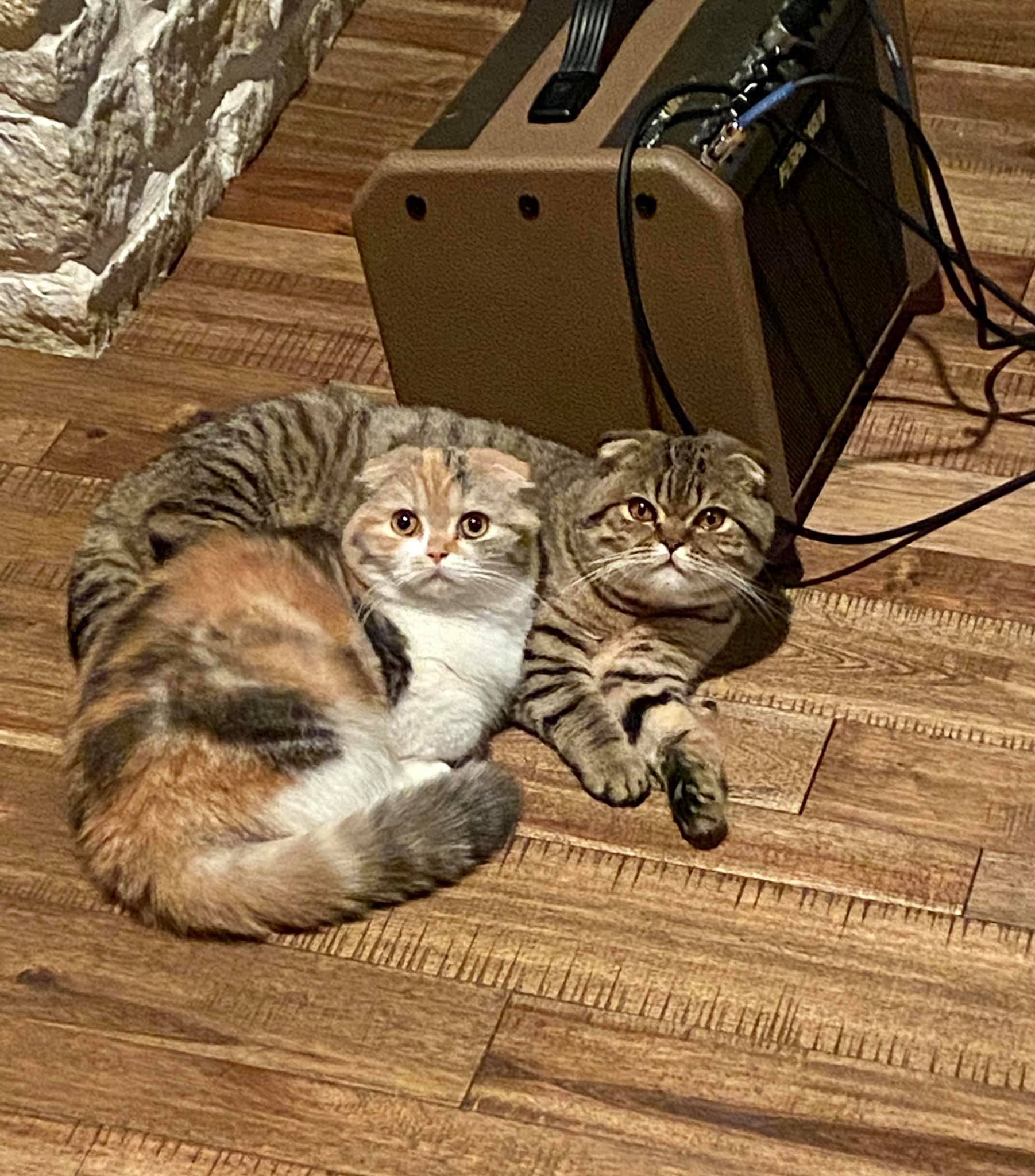 Pringles and Pretxels