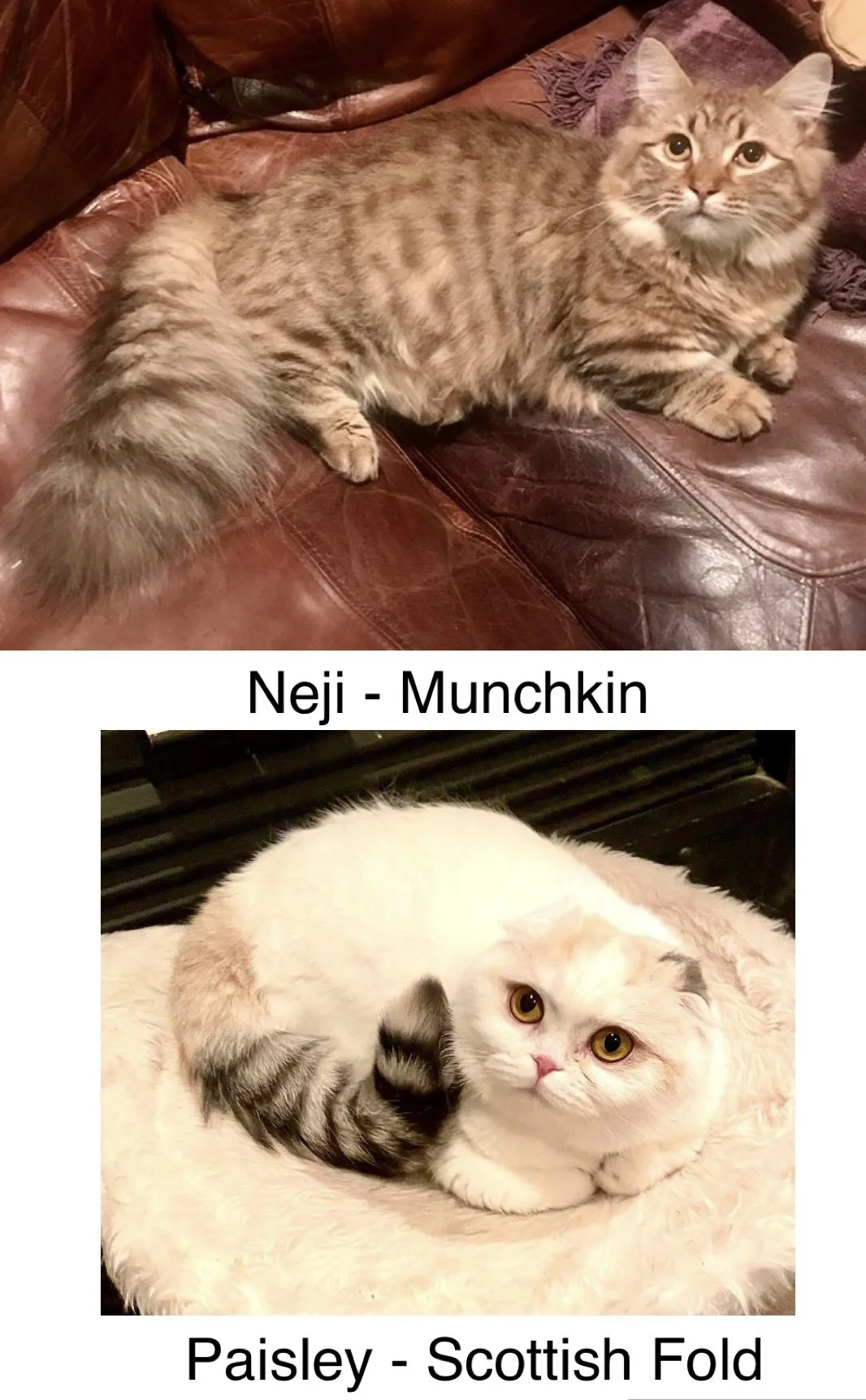 Two cats. The top cat is a long-haired, orange tabby lying on a leather couch with a patterned blanket nearby. The bottom cat is a fluffy, white and gray Scottish Fold curled up on a soft, cream-colored surface.