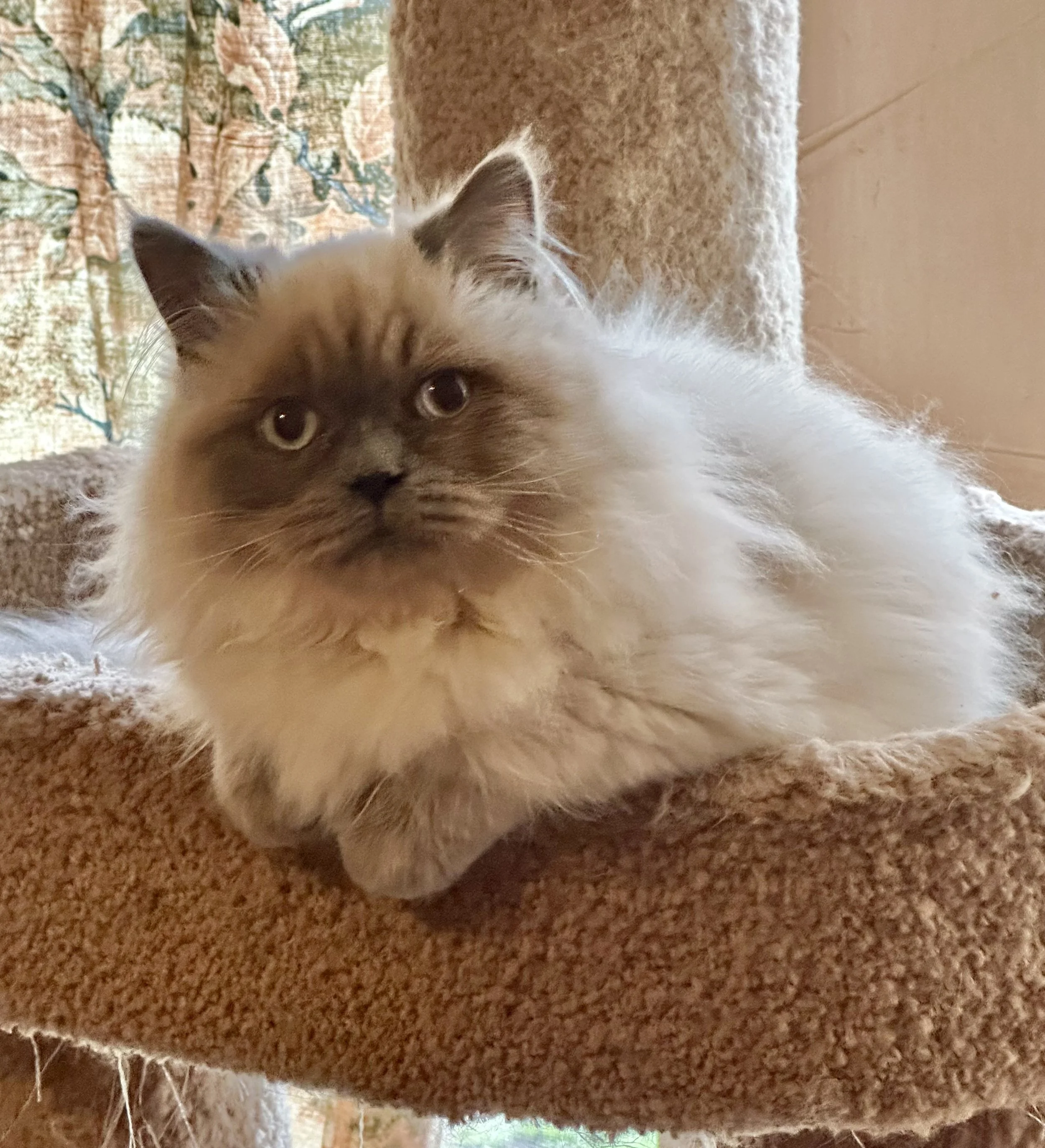 A fluffy Siamese mix cat with brown points on face and ears, lying on a beige cat tree post.
