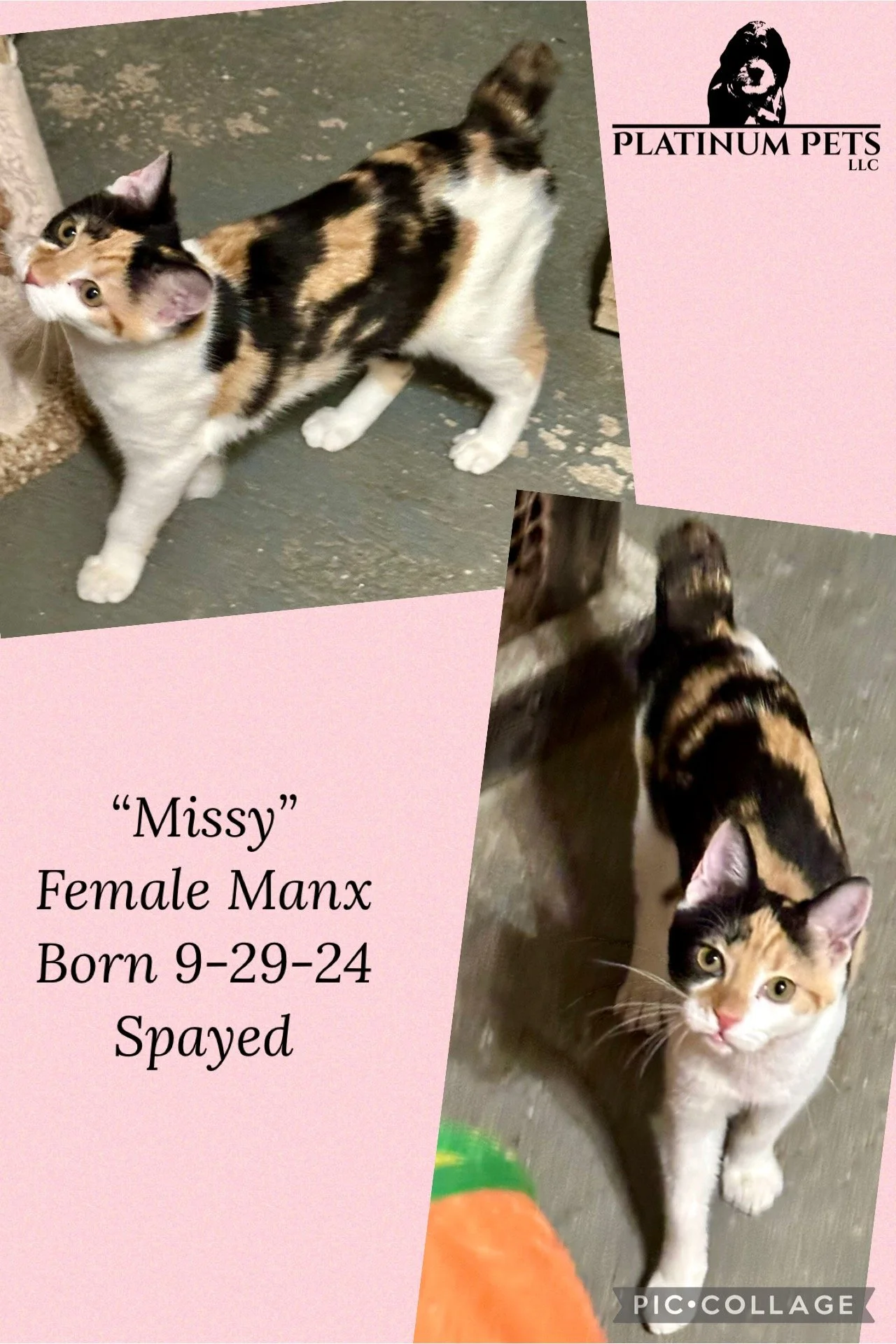 Colorful advertisement with two photos of a calico cat named Missy, featuring close-up and overhead angles. The ad includes a logo for Platinum Pets LLC, and text listing the cat's name, gender, breed, birth date, and spayed status.