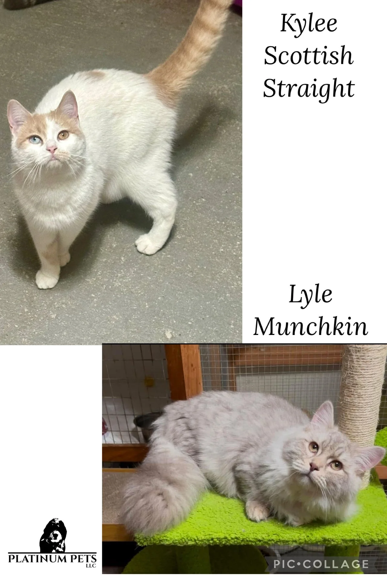Two cats, one standing on a gray floor and the other lying on a green platform. The standing cat is cream-colored with darker orange markings on tail and face, named Kylee Scottish Straight by text. The lying cat is fluffy gray and cream with a tilte