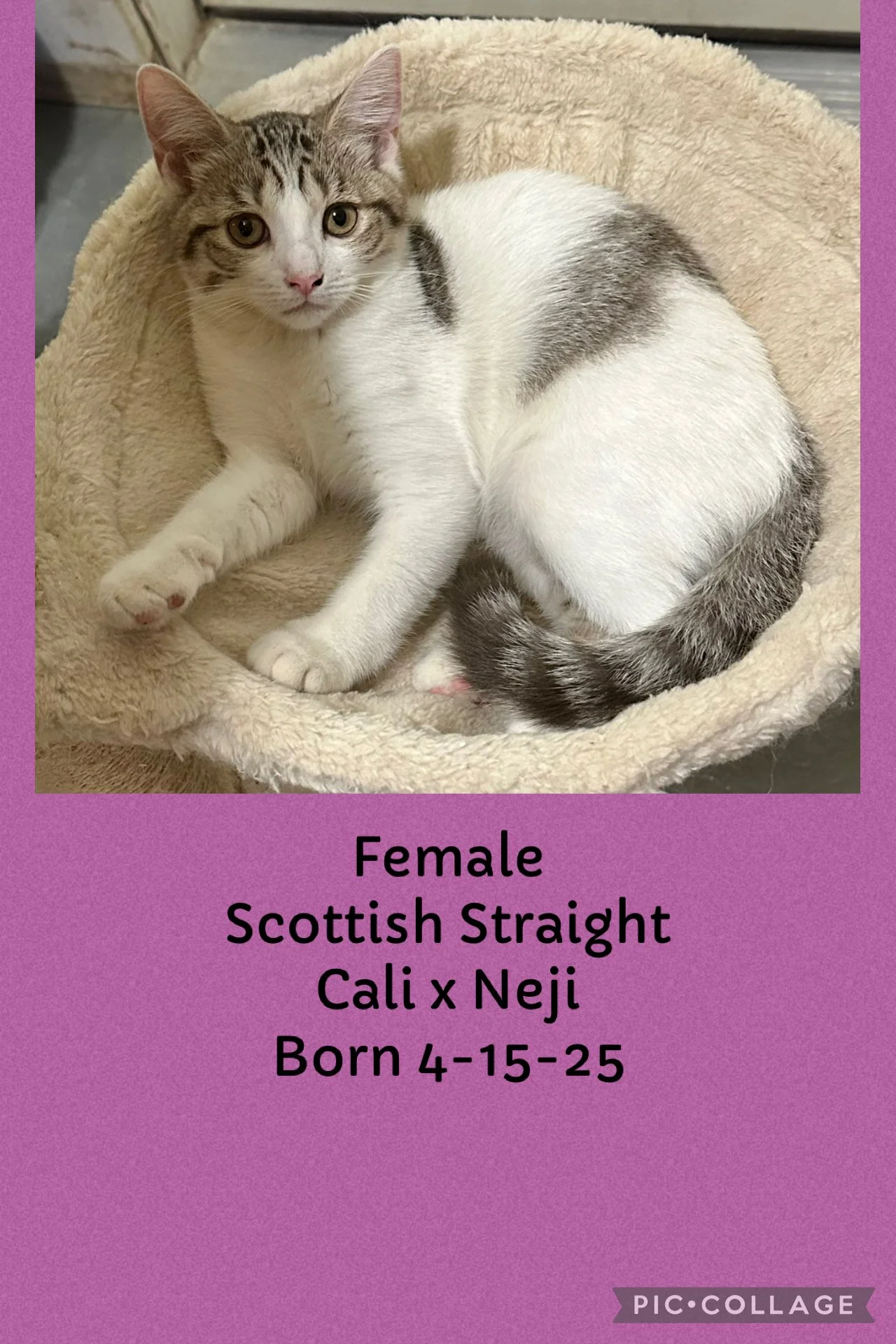 A young female Scottish straight cat with a white coat and gray markings lying in a round, plush beige bed.