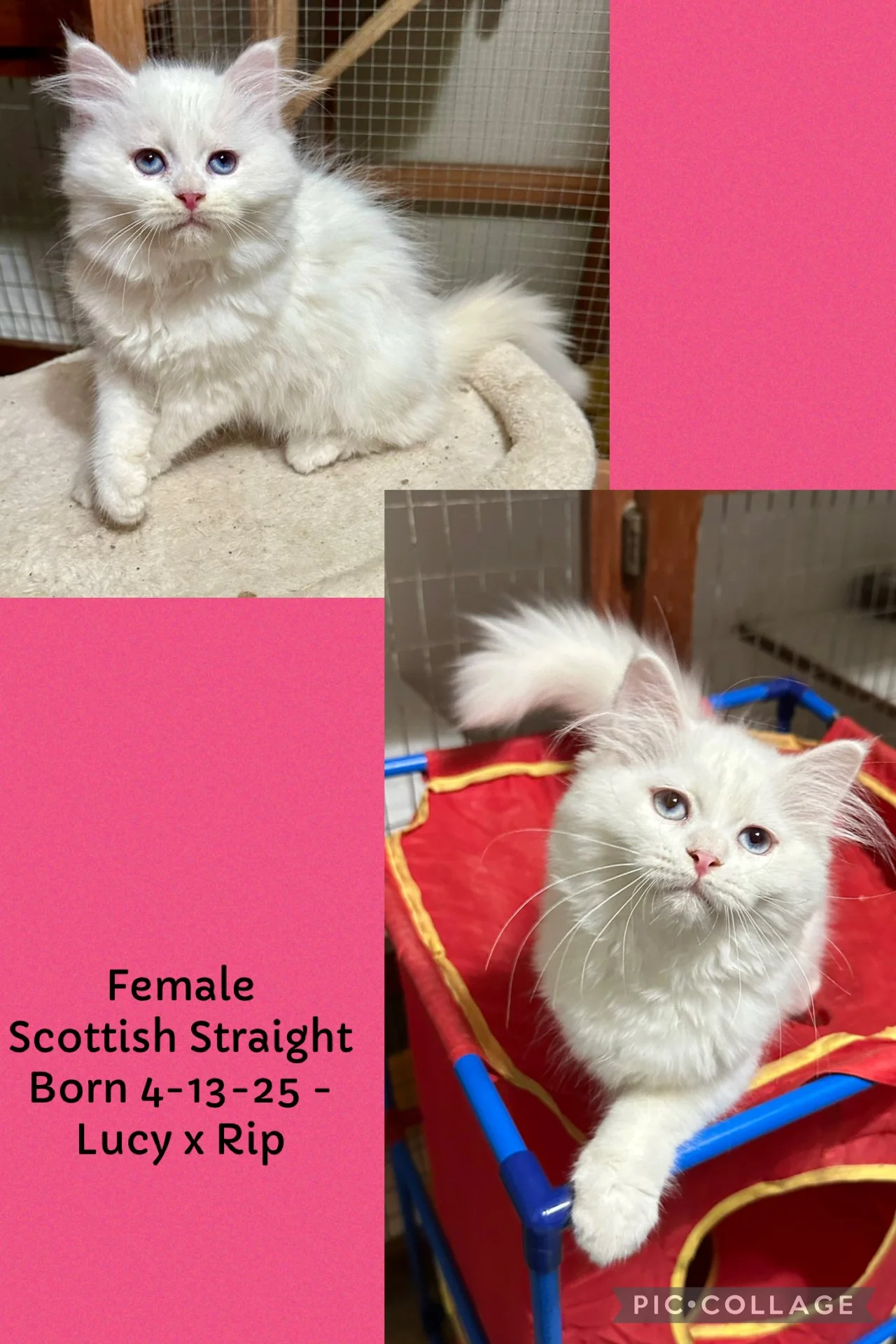 Two images of a white female Scottish Straight cat with blue eyes, one sitting on a carpeted surface and the other standing in a red and blue pet stroller. The background includes a wooden door and wire cage. Pink overlay with black text states: "Fem