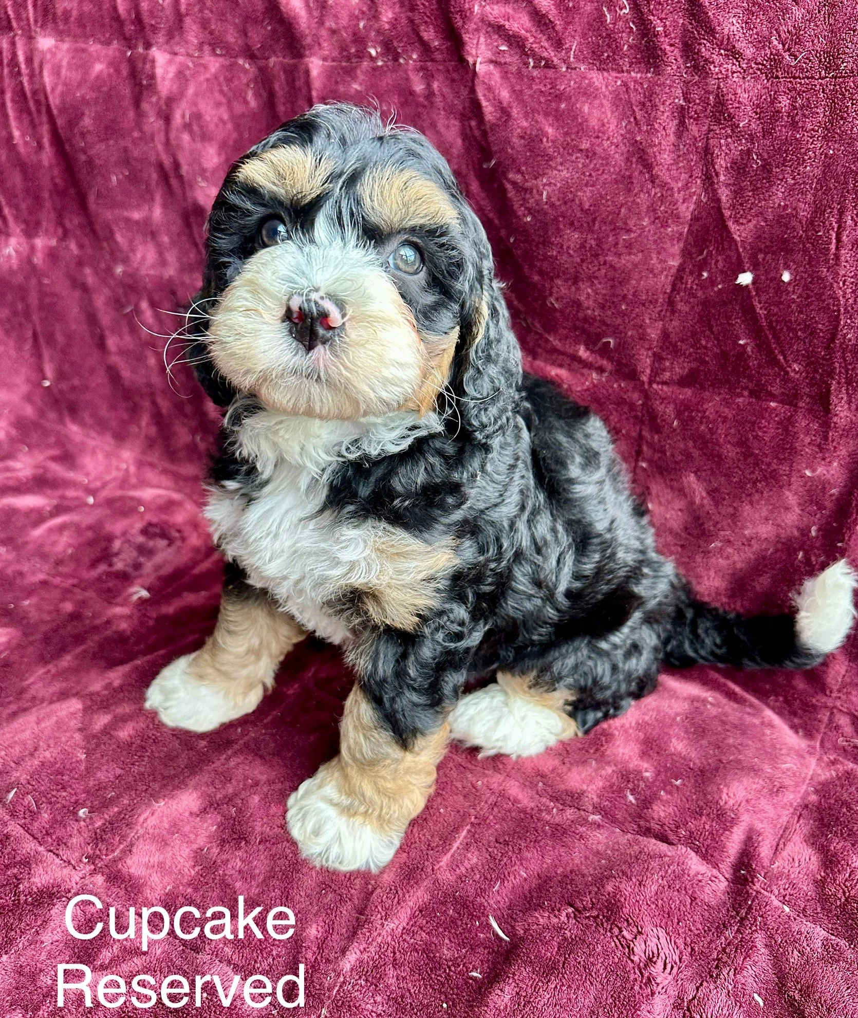 A puppy with black, tan, and white curly fur sitting on a maroon textured surface.