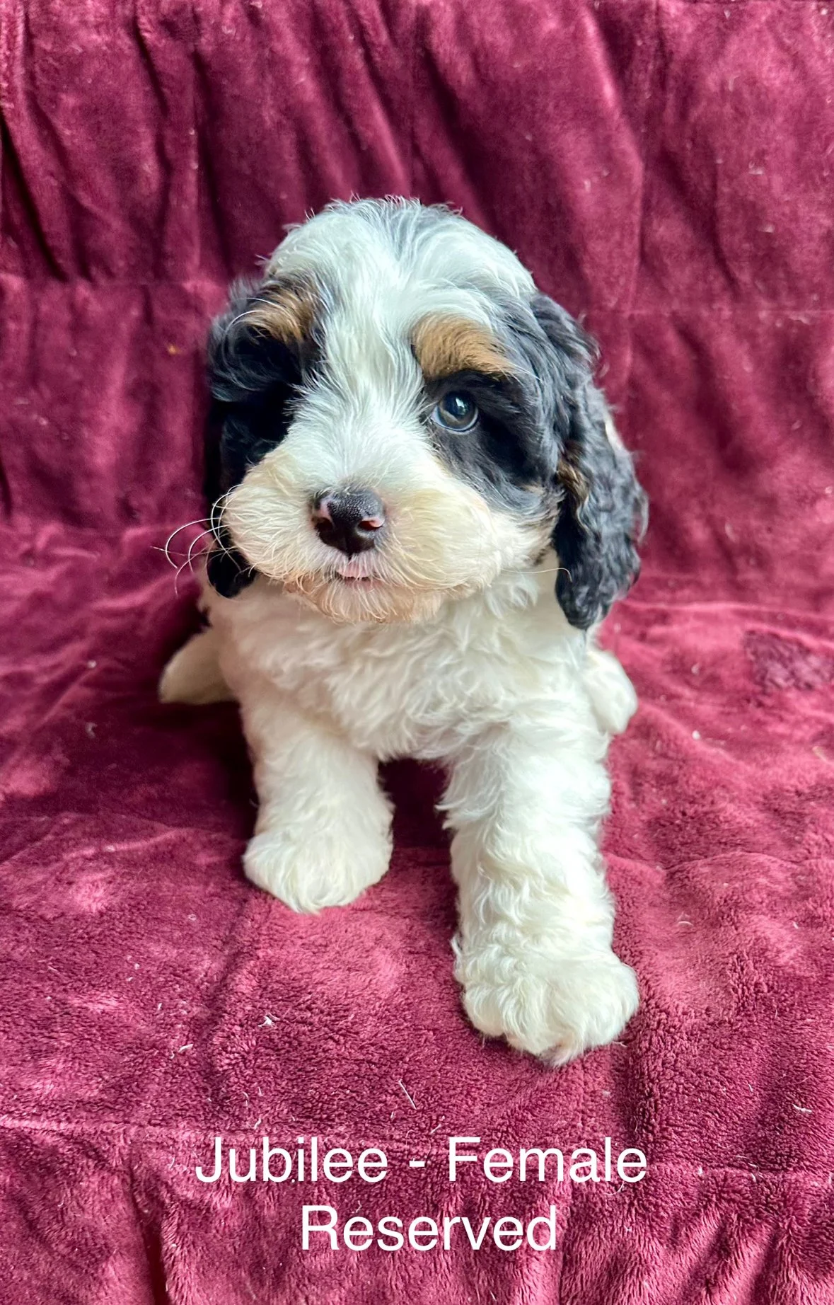 A cute, fluffy, multicolored Australian Shepherd puppy sitting on a plush red blanket. The puppy has blue eyes and a white, black, and brown coat. The text overlay indicates the puppy's name is Jubilee, she is female, and reserved.