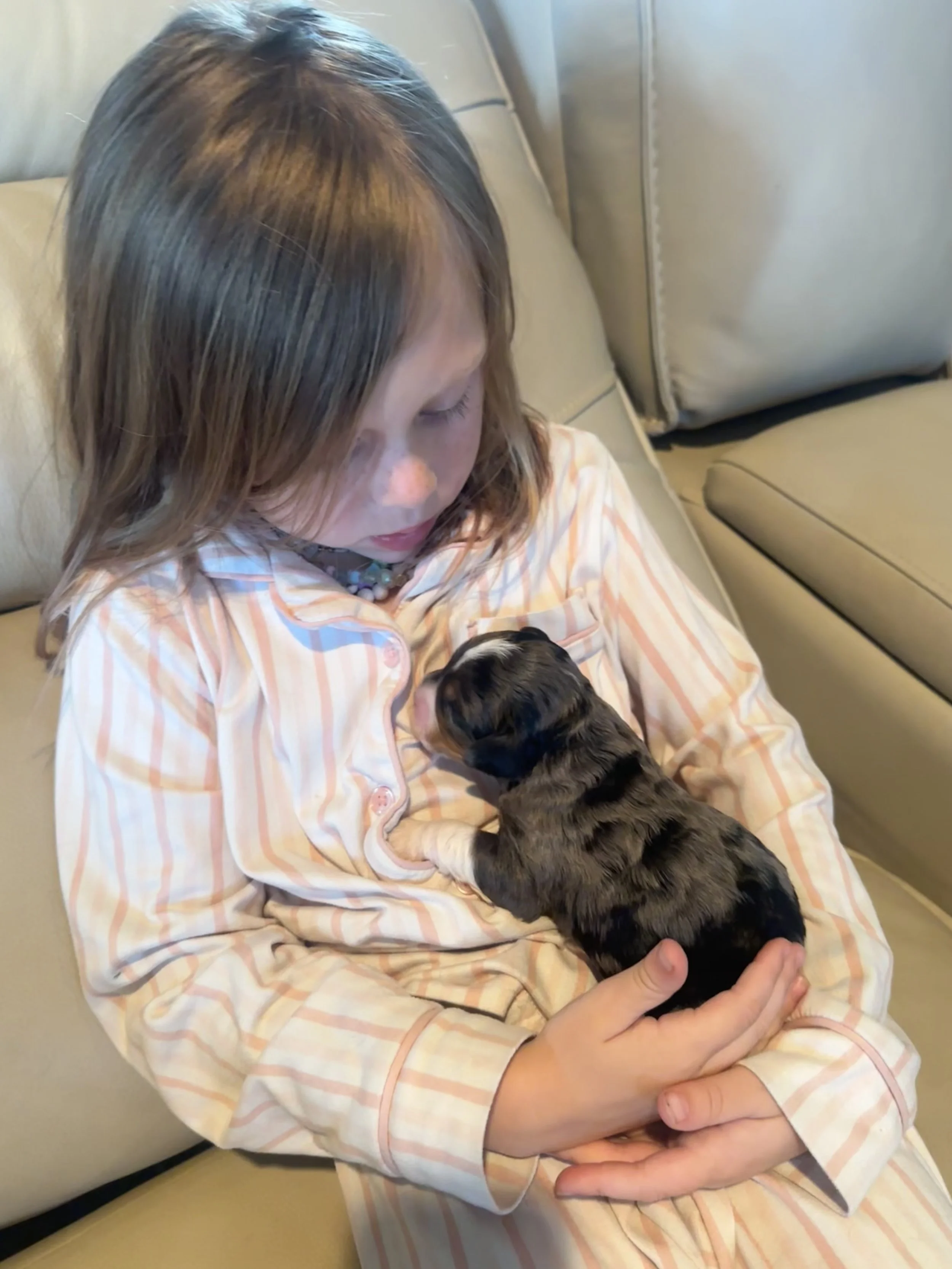 A young girl in striped pajamas sitting on a beige couch, holding and looking at a tiny black and brown puppy.