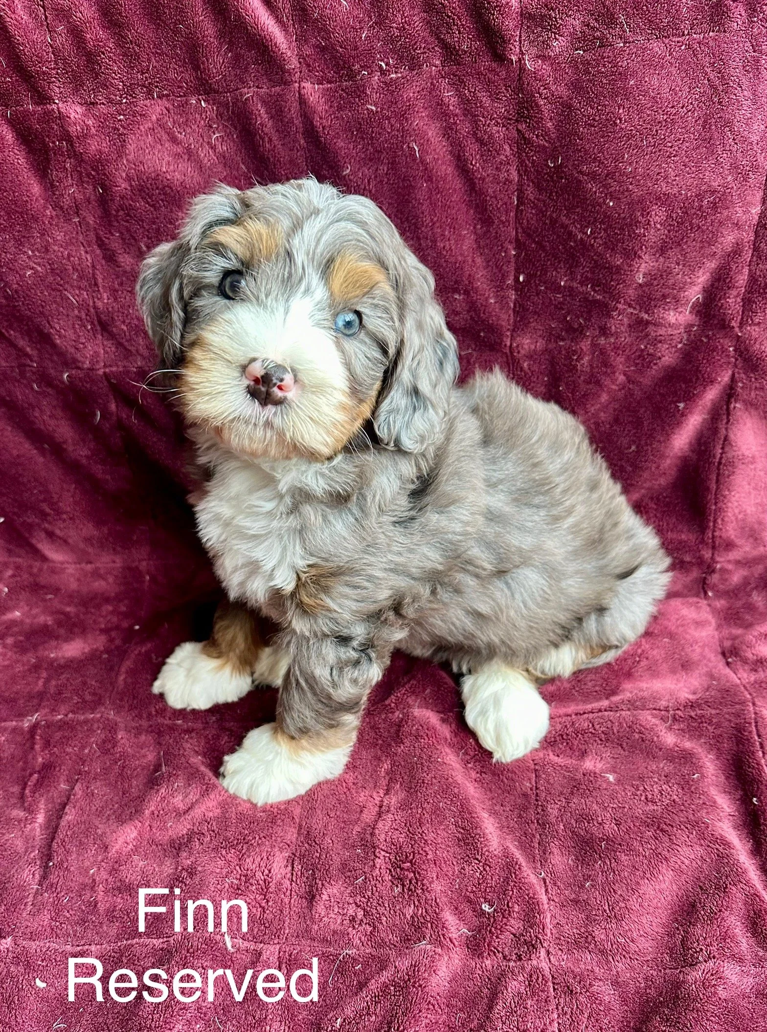 A adorable puppy with a fluffy multicolored coat sitting on a red blanket with a Velvety texture. The puppy has one blue eye and one dark eye, with a pink and black nose. The image has the text "Finn Reserved" at the bottom left.