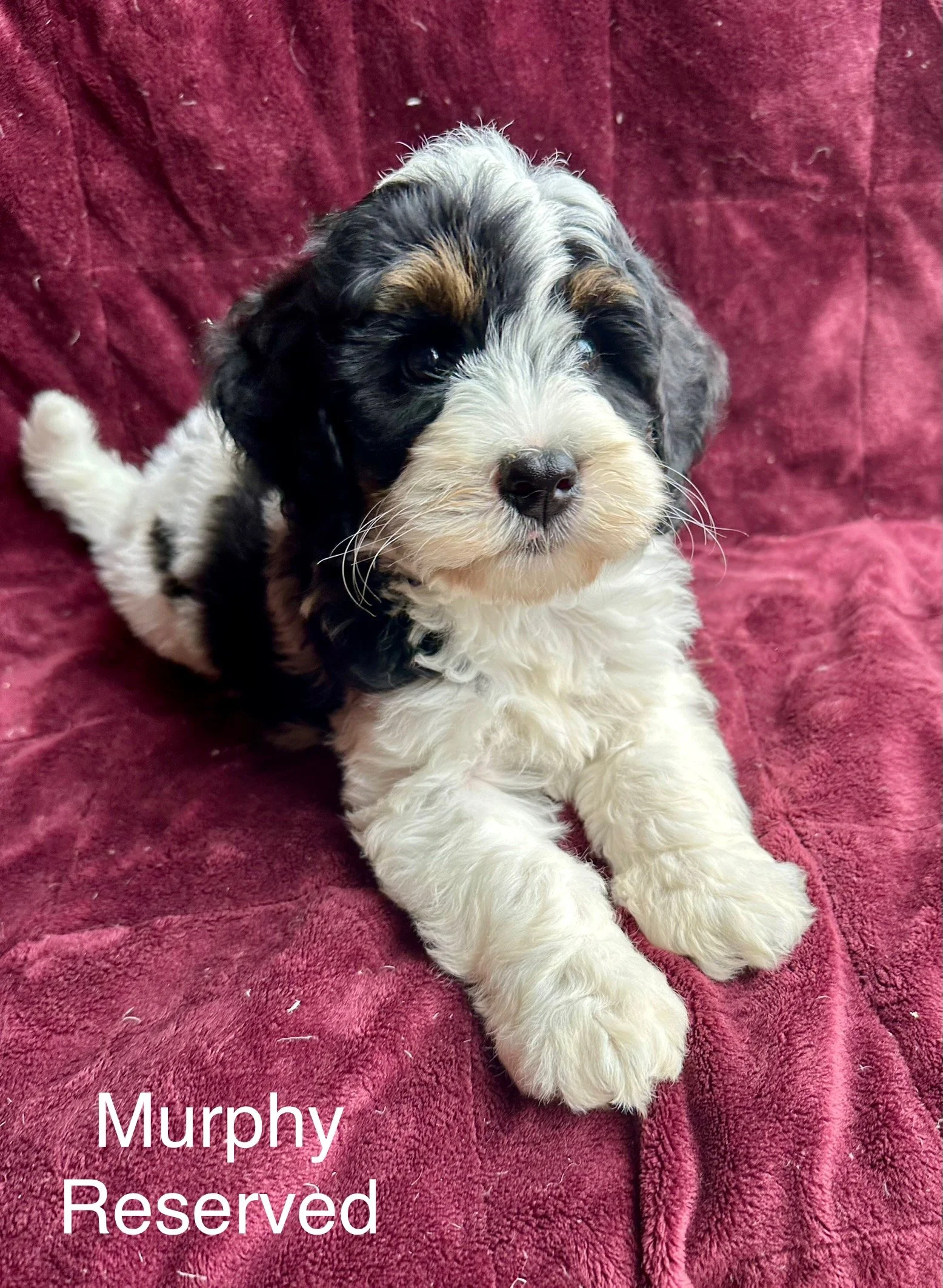 Adorable black, white, and tan puppy lying on a red blanket with the words 'Murphy Reserved' written on it.