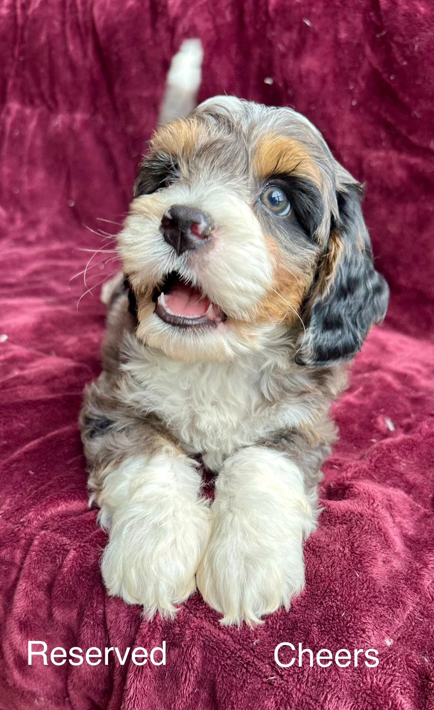 A cute, fluffy puppy with a multicolored coat of black, white, brown, and gray, lying on a plush red blanket. The puppy has one blue eye and a slightly open mouth. The text overlay says 'Reserved Cheers.'